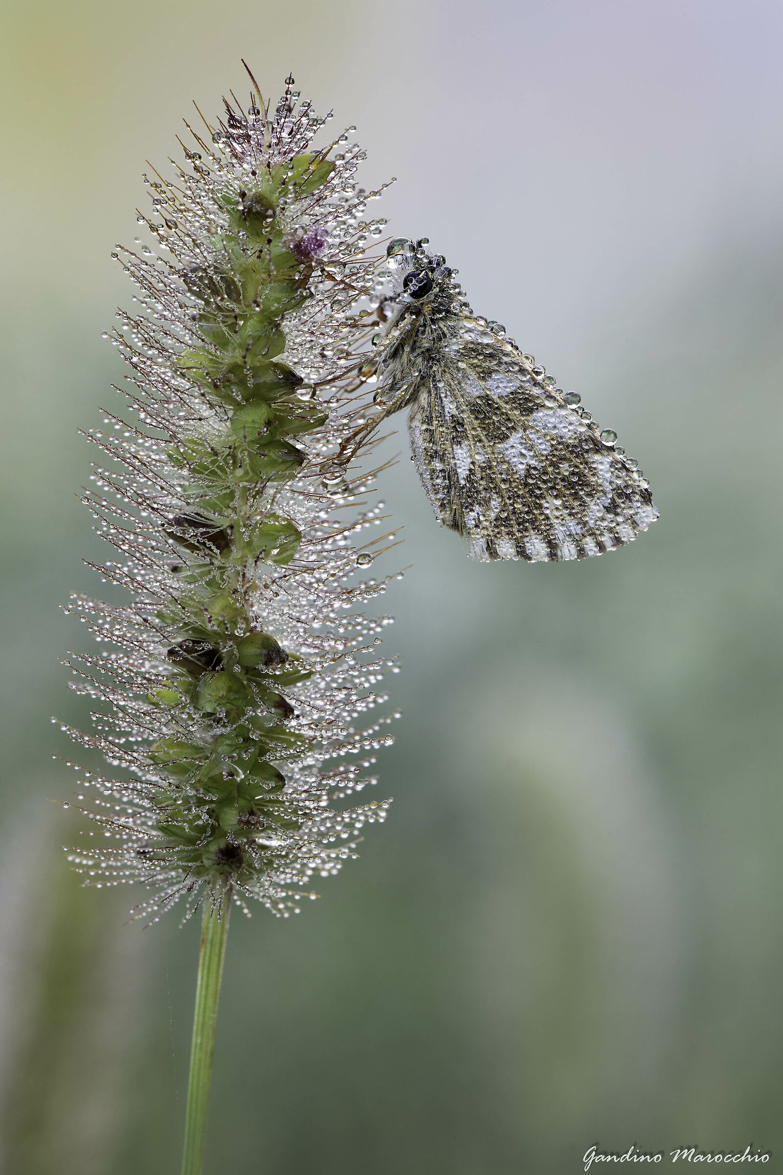 "L'alberello" (pyrgus)