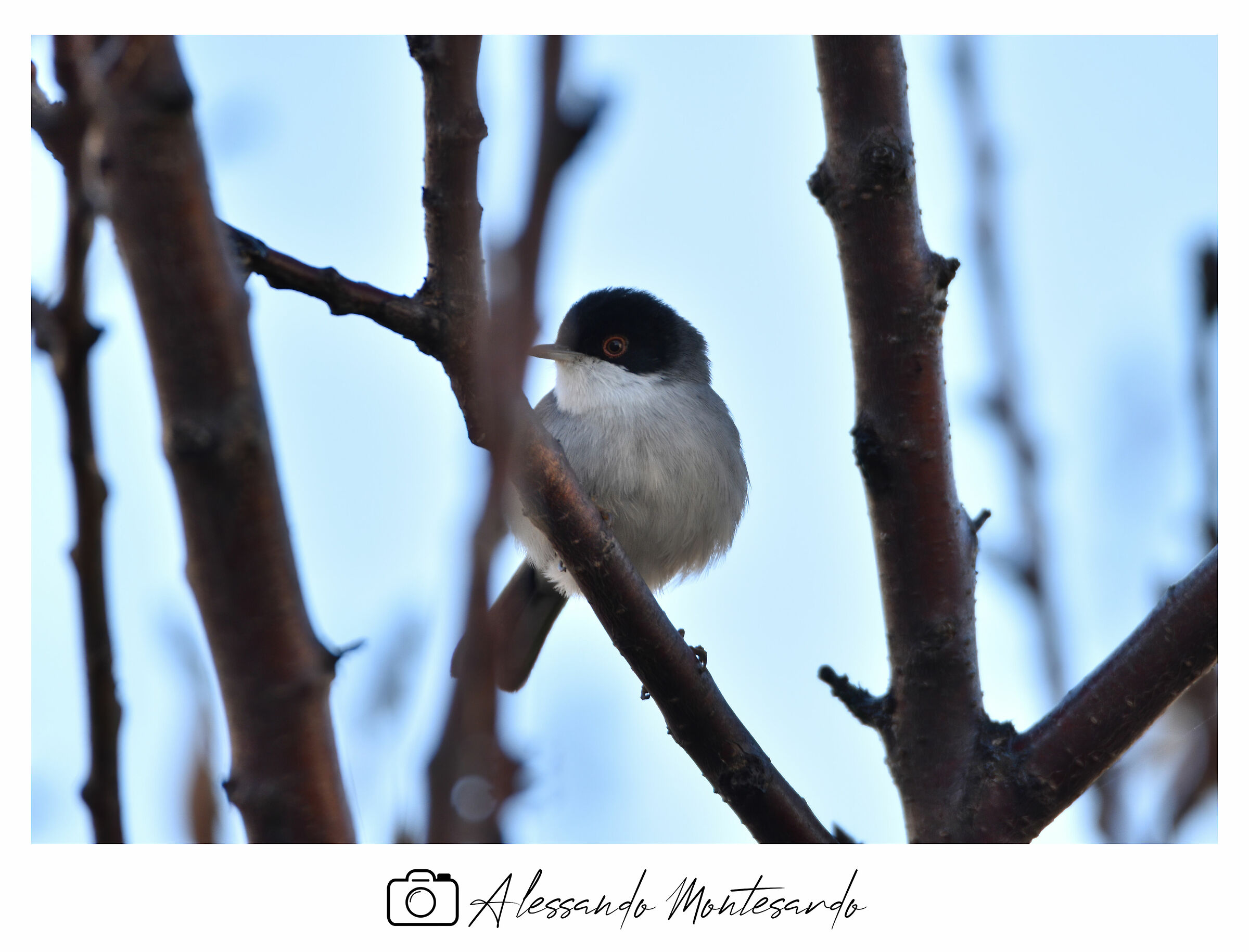 Occhiocotto -
