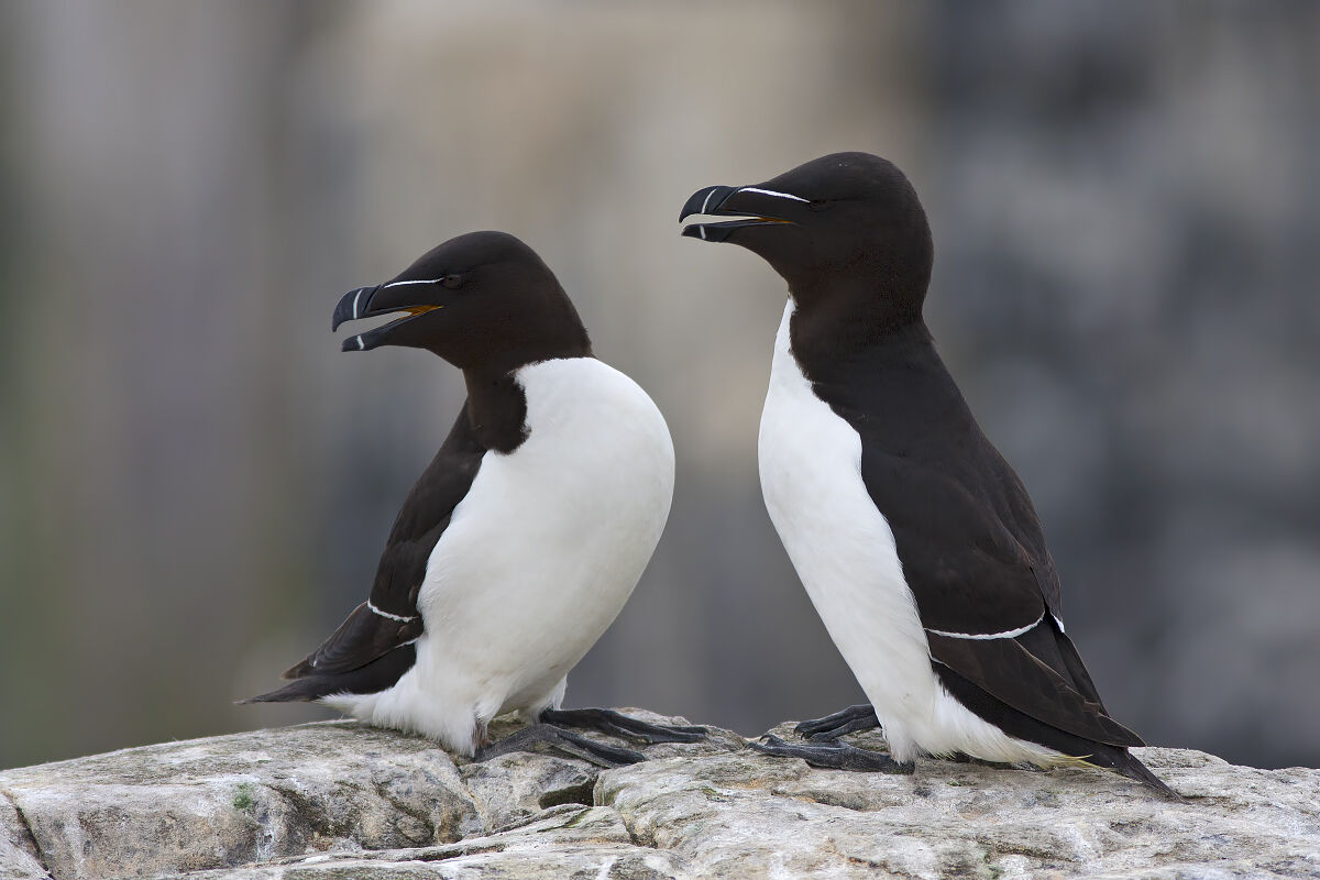 Sea Magpies