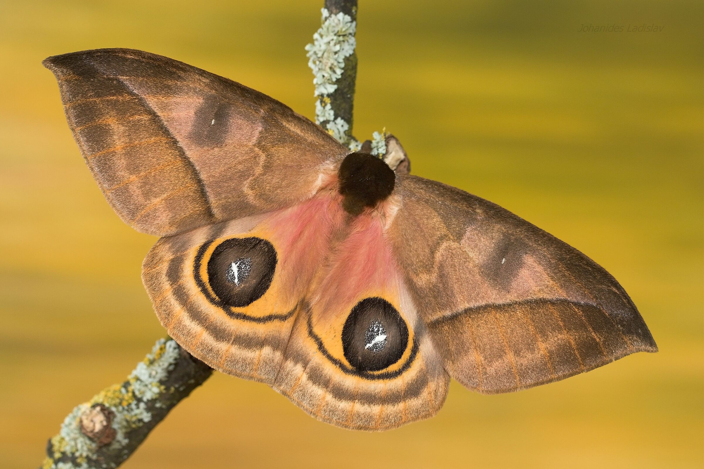 Automeris zaruma (femmina 9 cm) Ekvádor