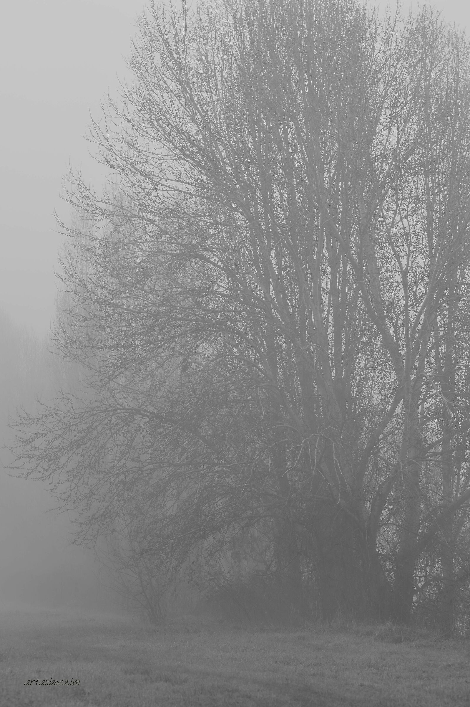 alberi sulla riva del Po,con nebbia