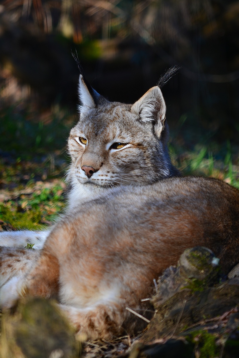 Lynx