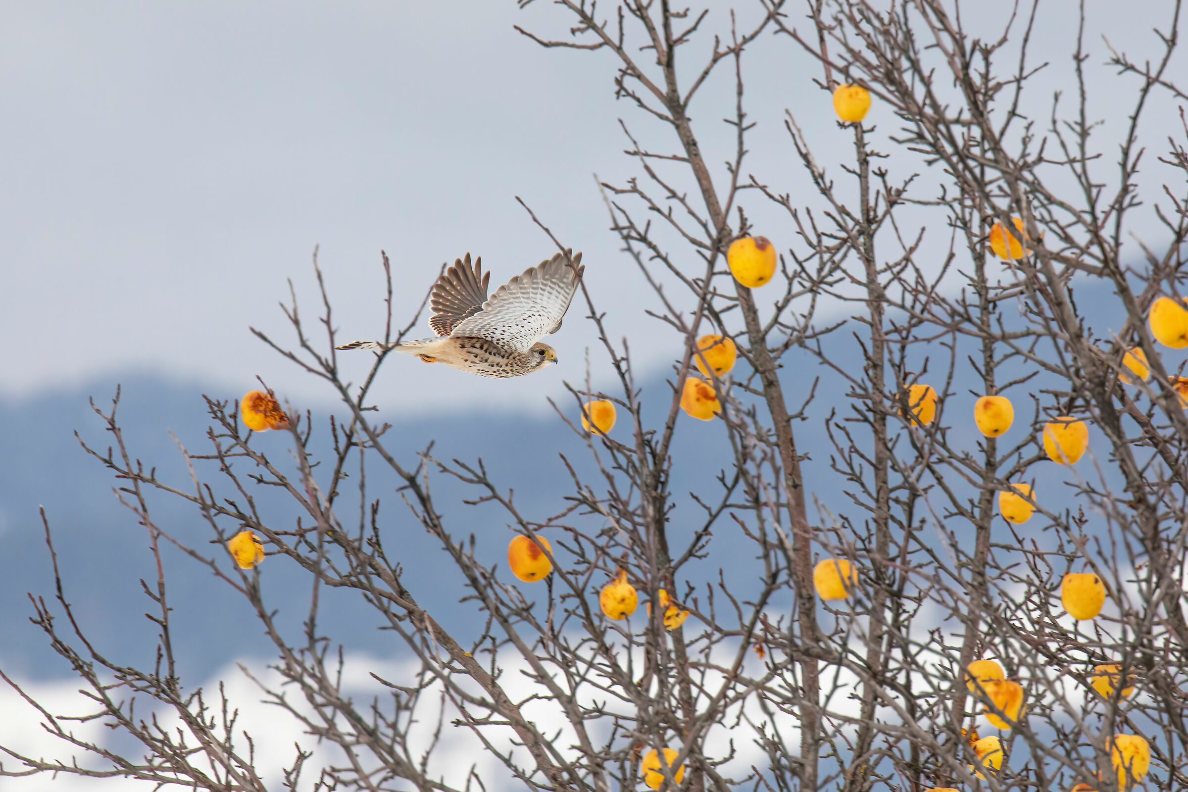 gheppio sfreccia tra i meleti