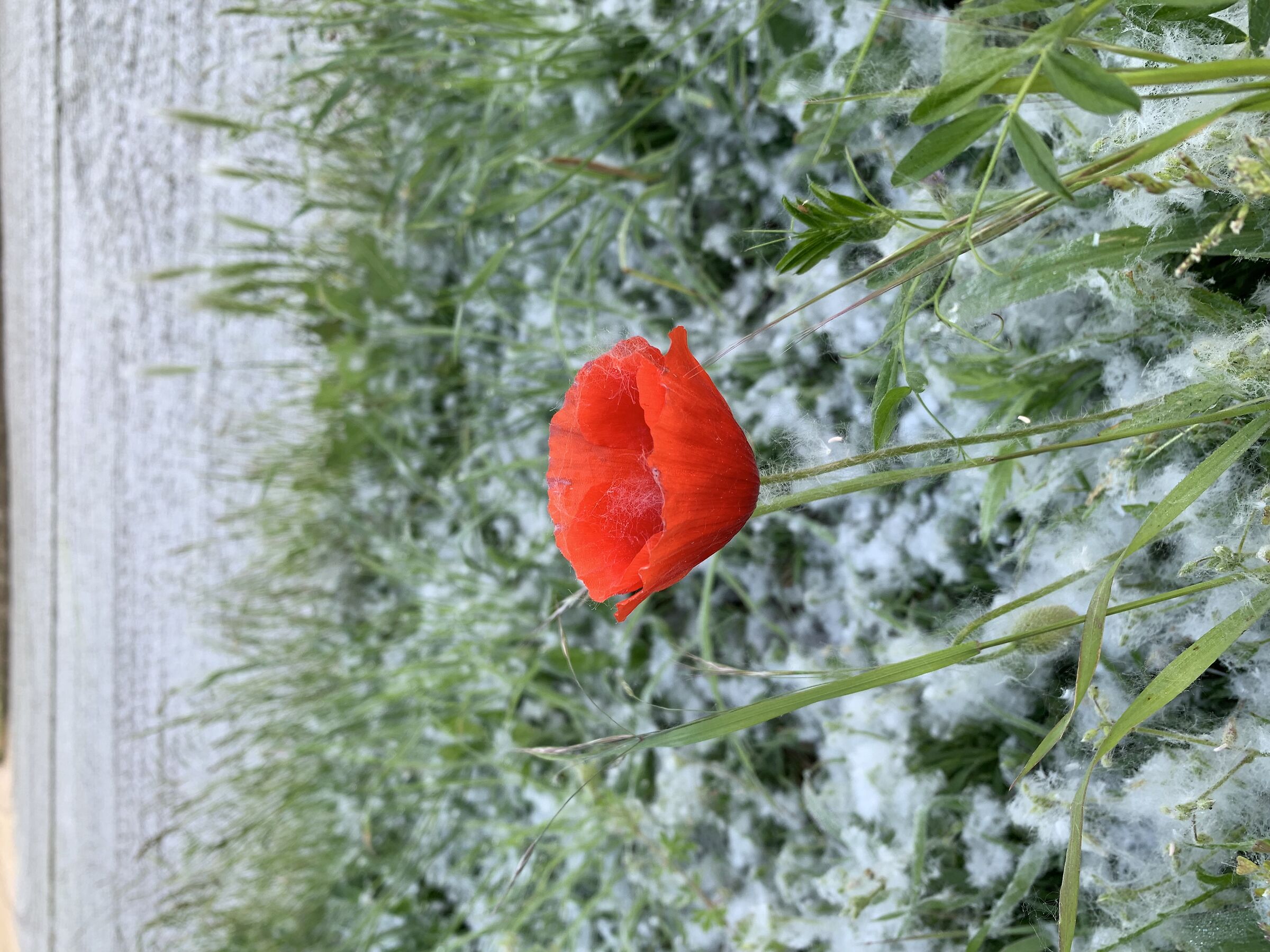 It's not snow