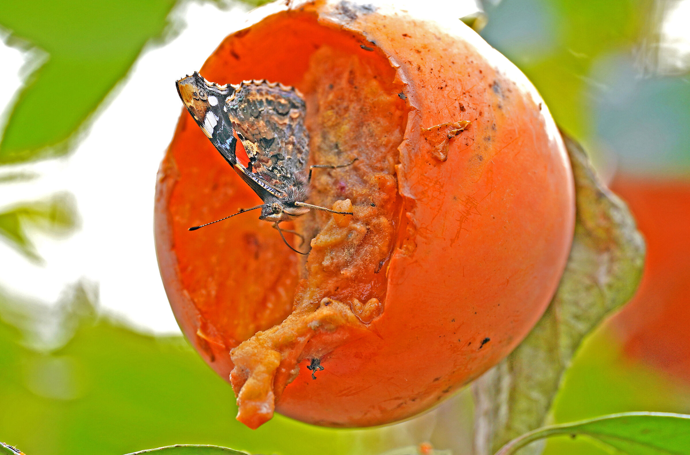 Farfalla "CACOINOMANE"