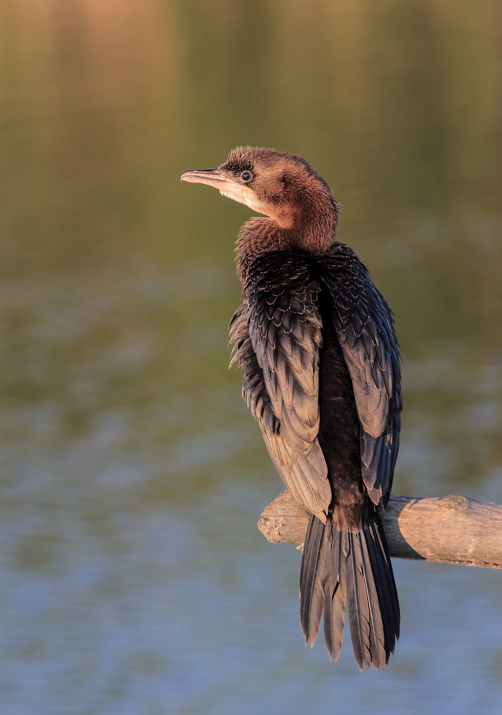 Lesser Marangone (phalacrocorax pygmeus)