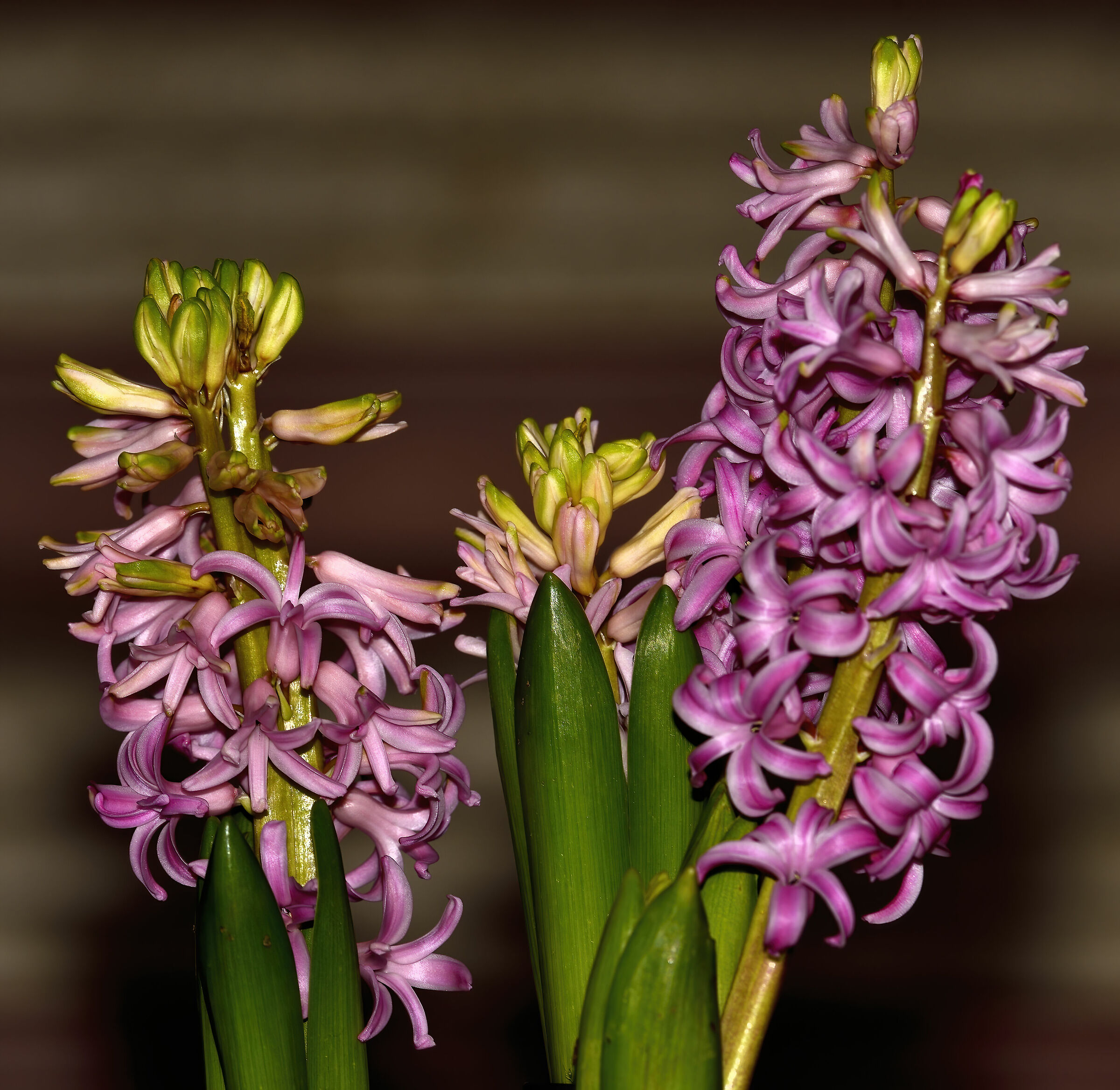 Giacinto in fioritura invernale