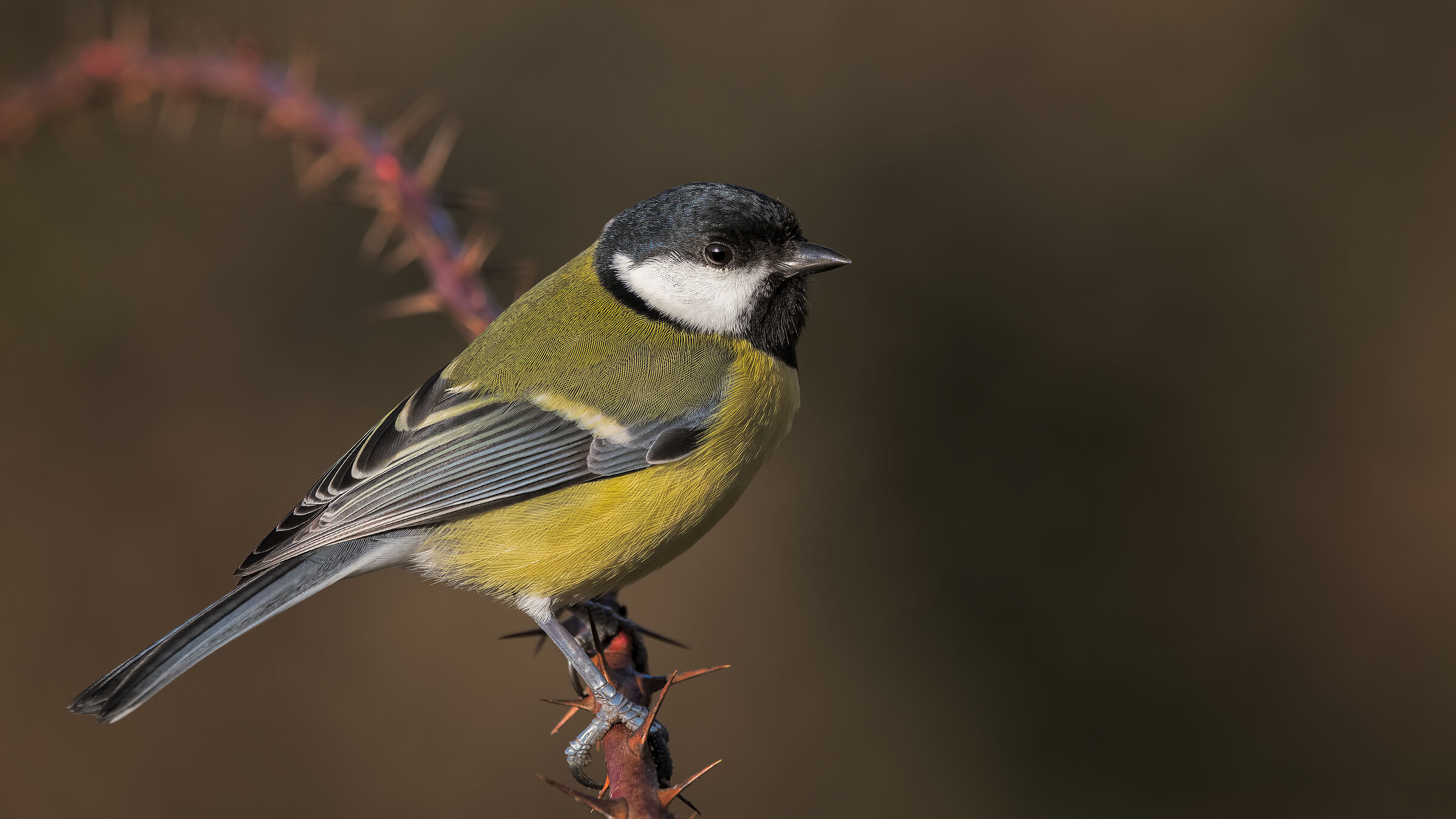 Cinciallegra, try 4K