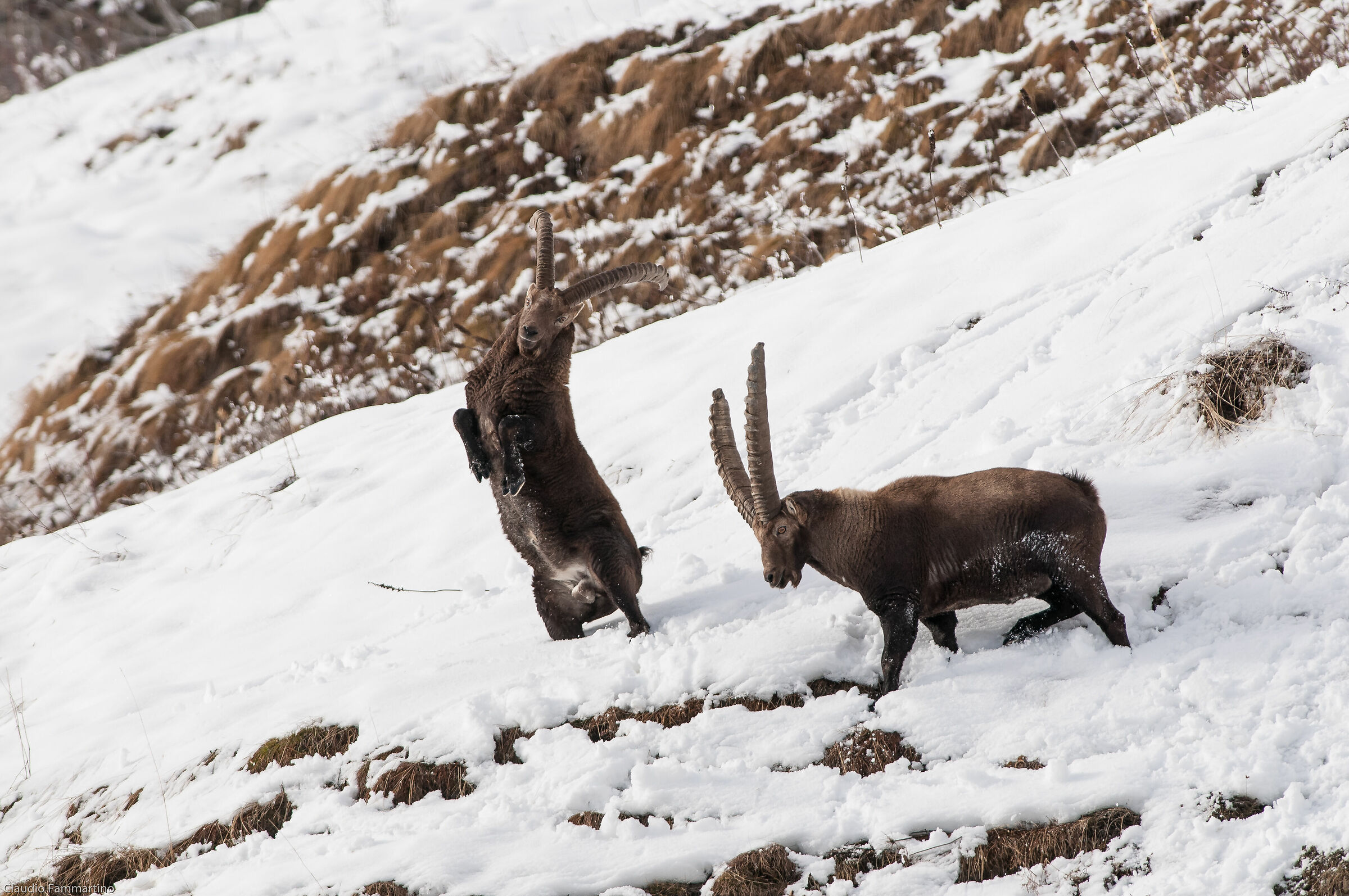 clashes between rival males