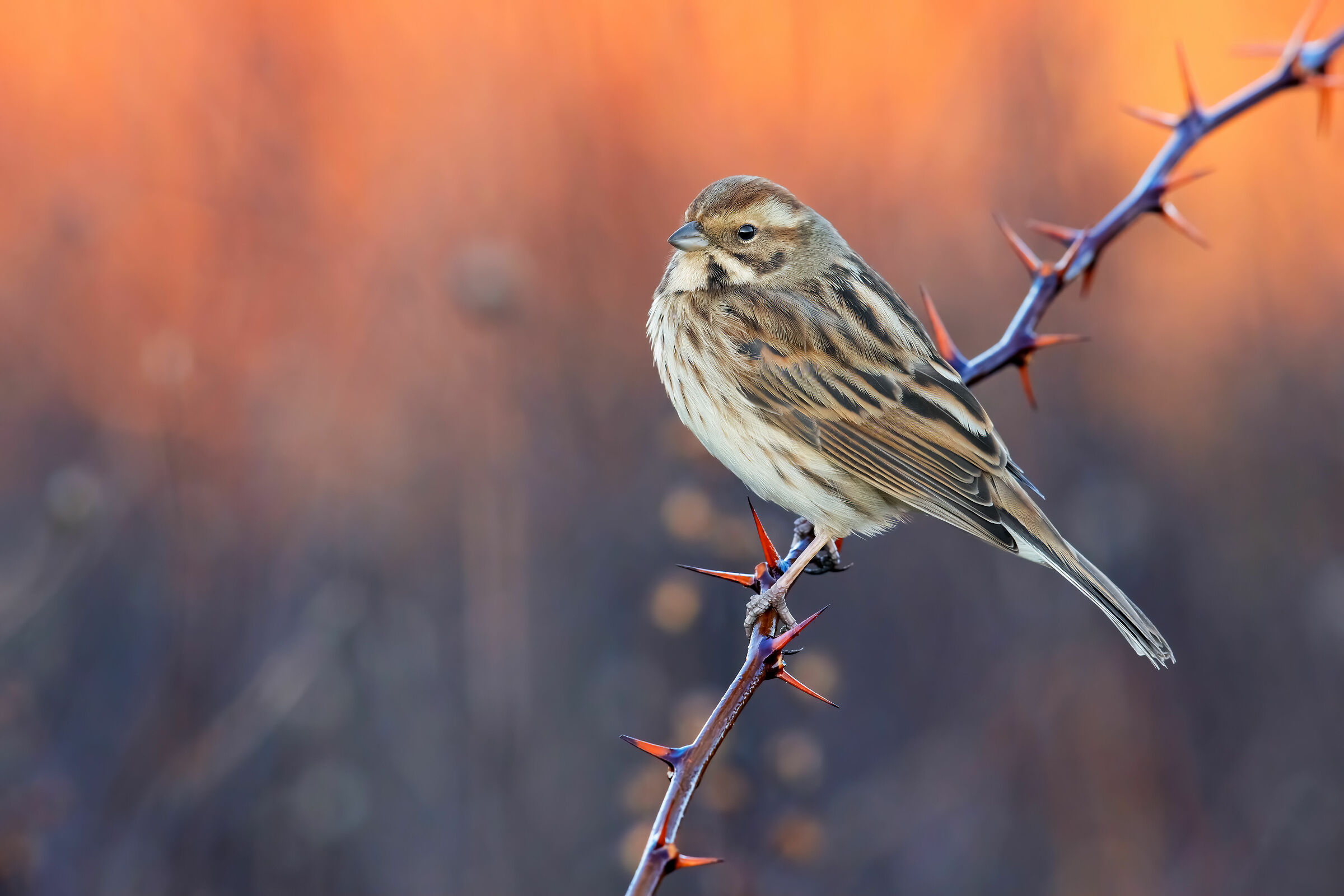 l' Ultima Alba (Migliarino)