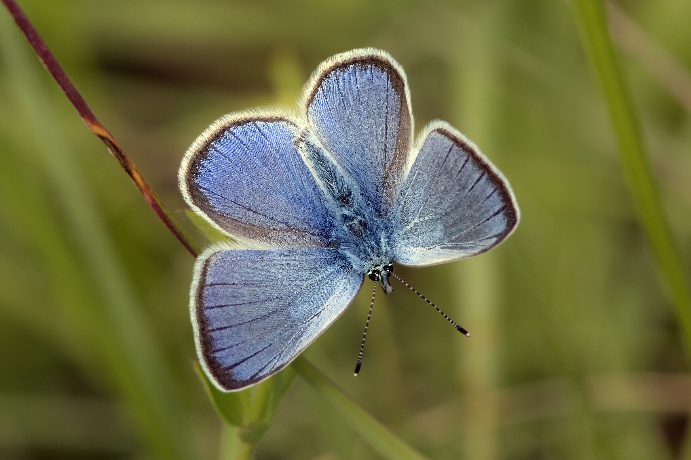 Plebejus Argus
