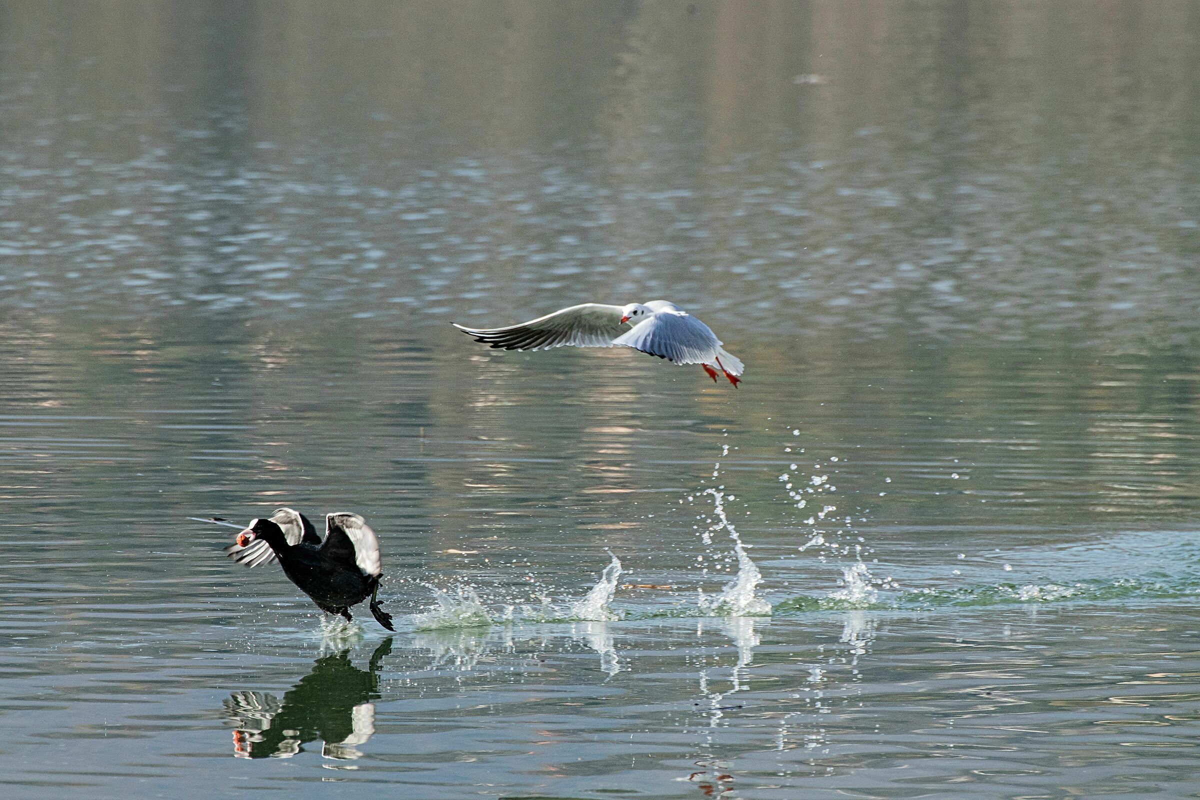 Fulica atra (Folaga) escapes from the seagull 29/10/2020
