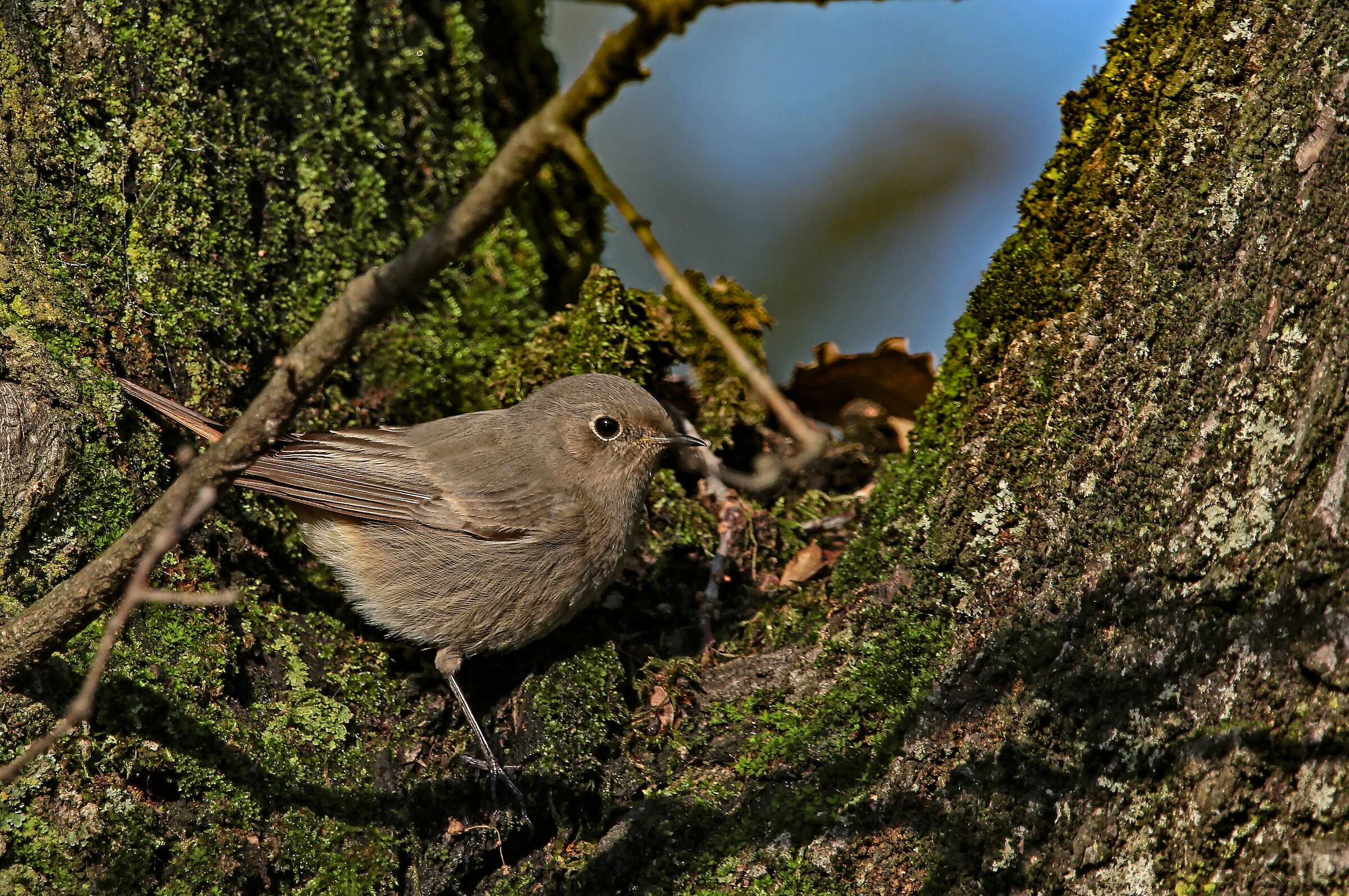 Codirosso Spazzacamino