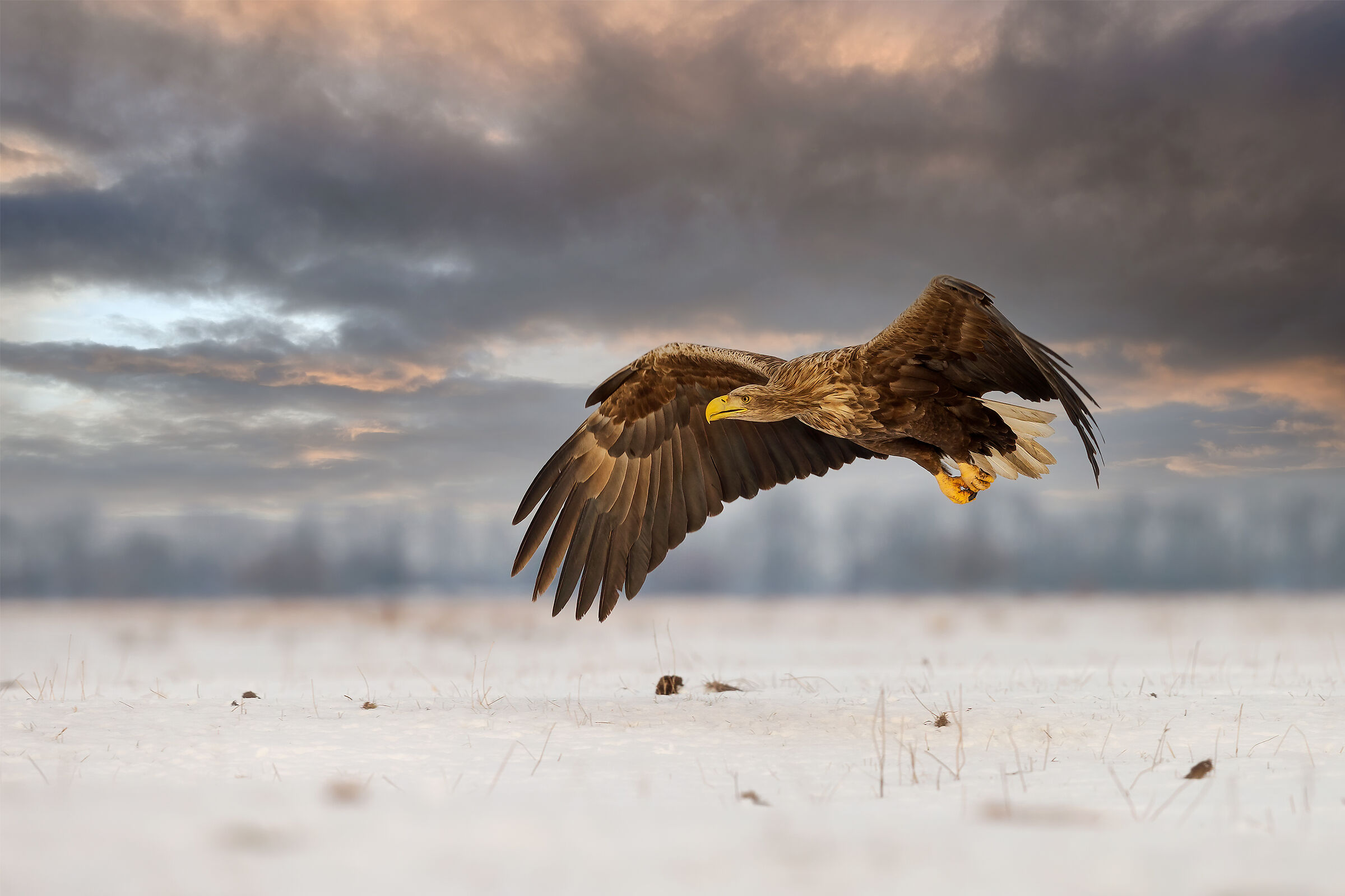 White-tailed Eagle