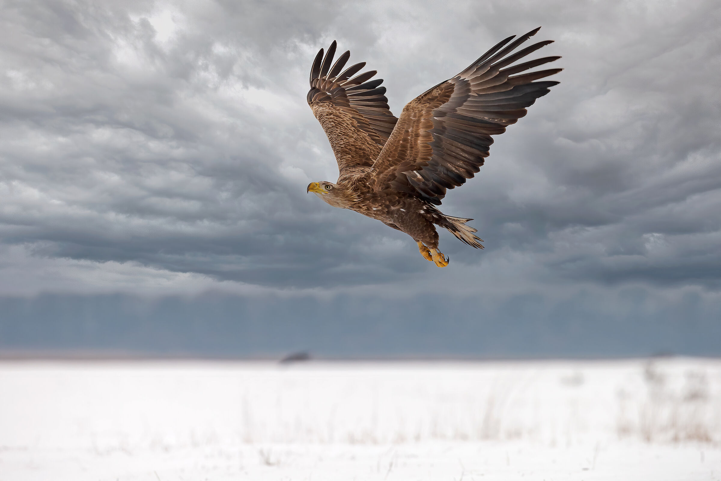 White tailed eagle