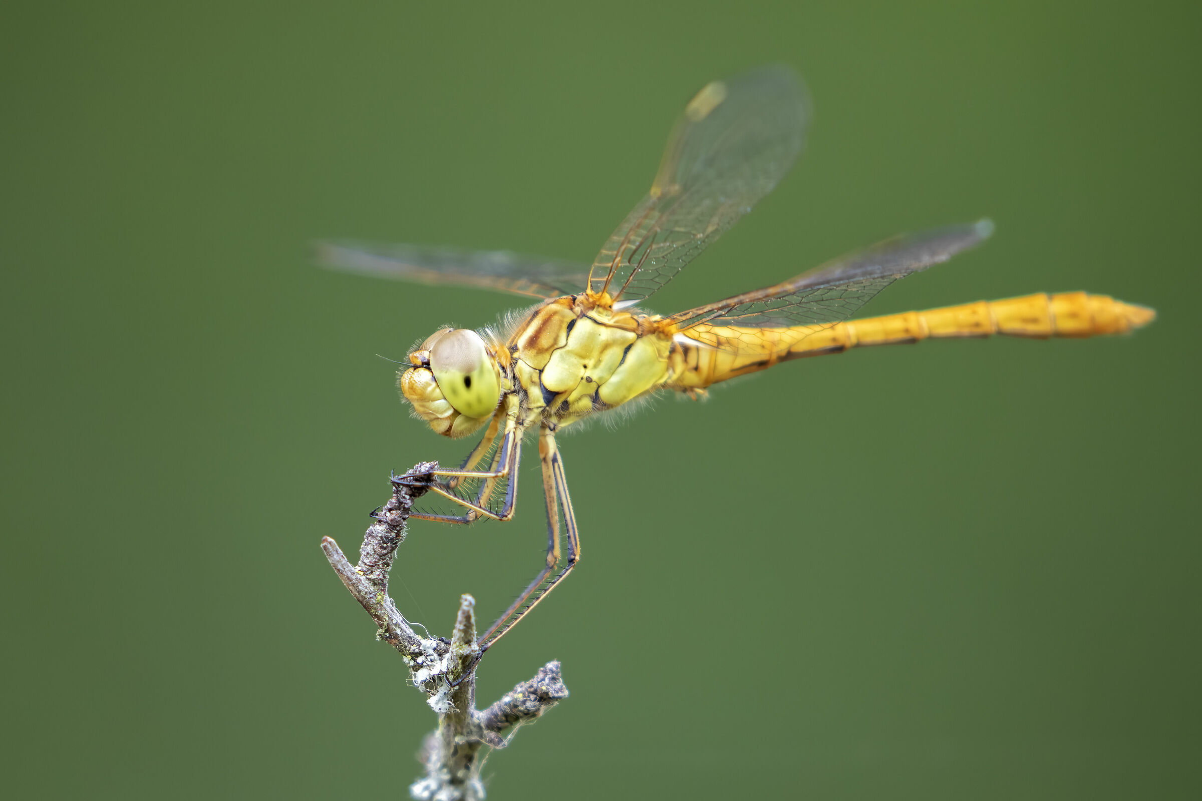 Southern Darter (Sympetrum meridionale)