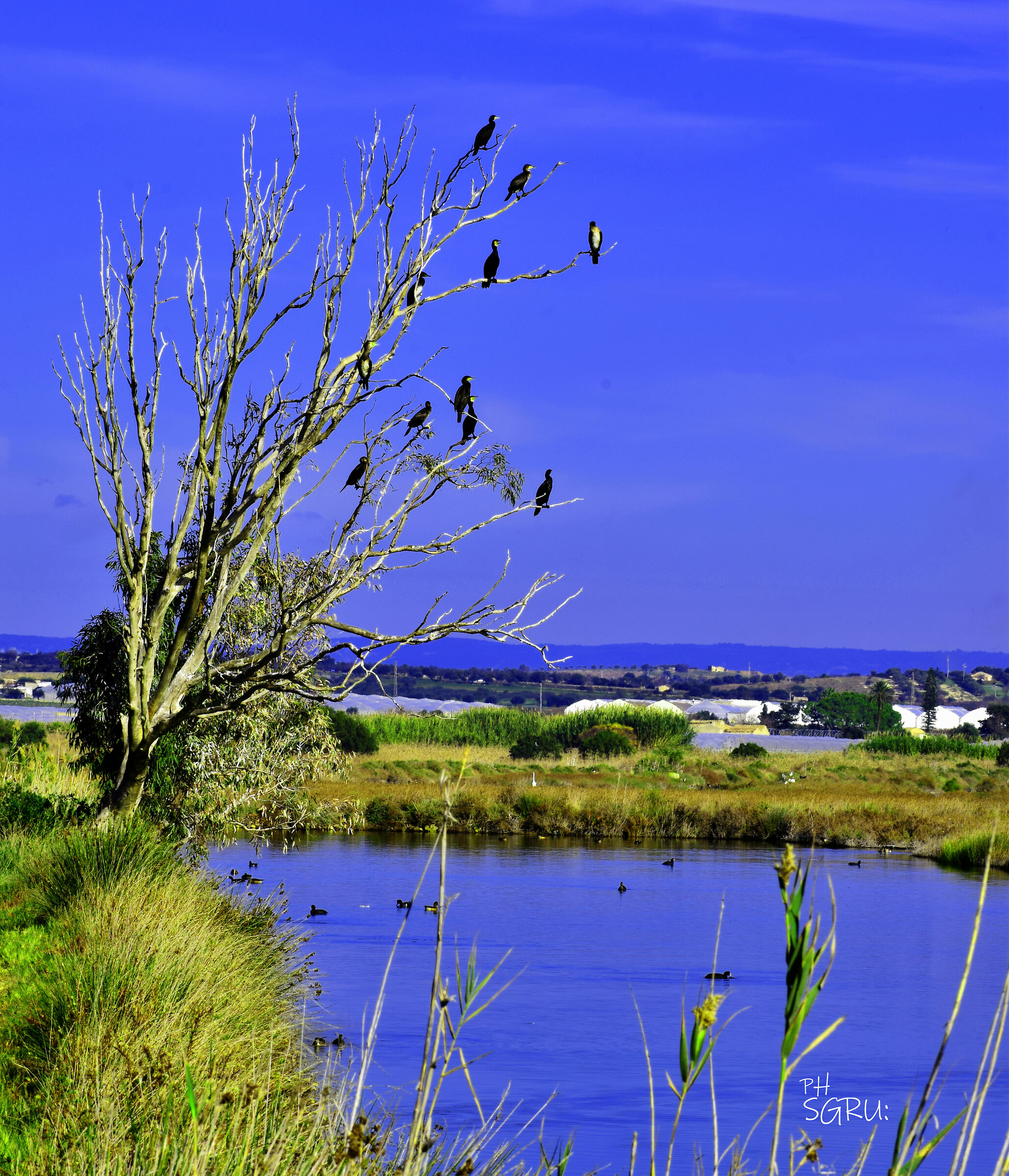 l'albero di cormorani