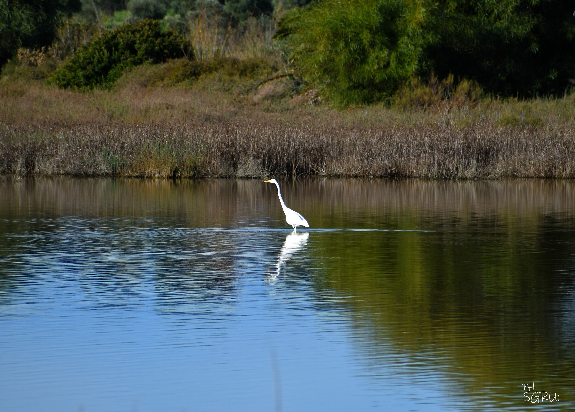trampoliere di palude