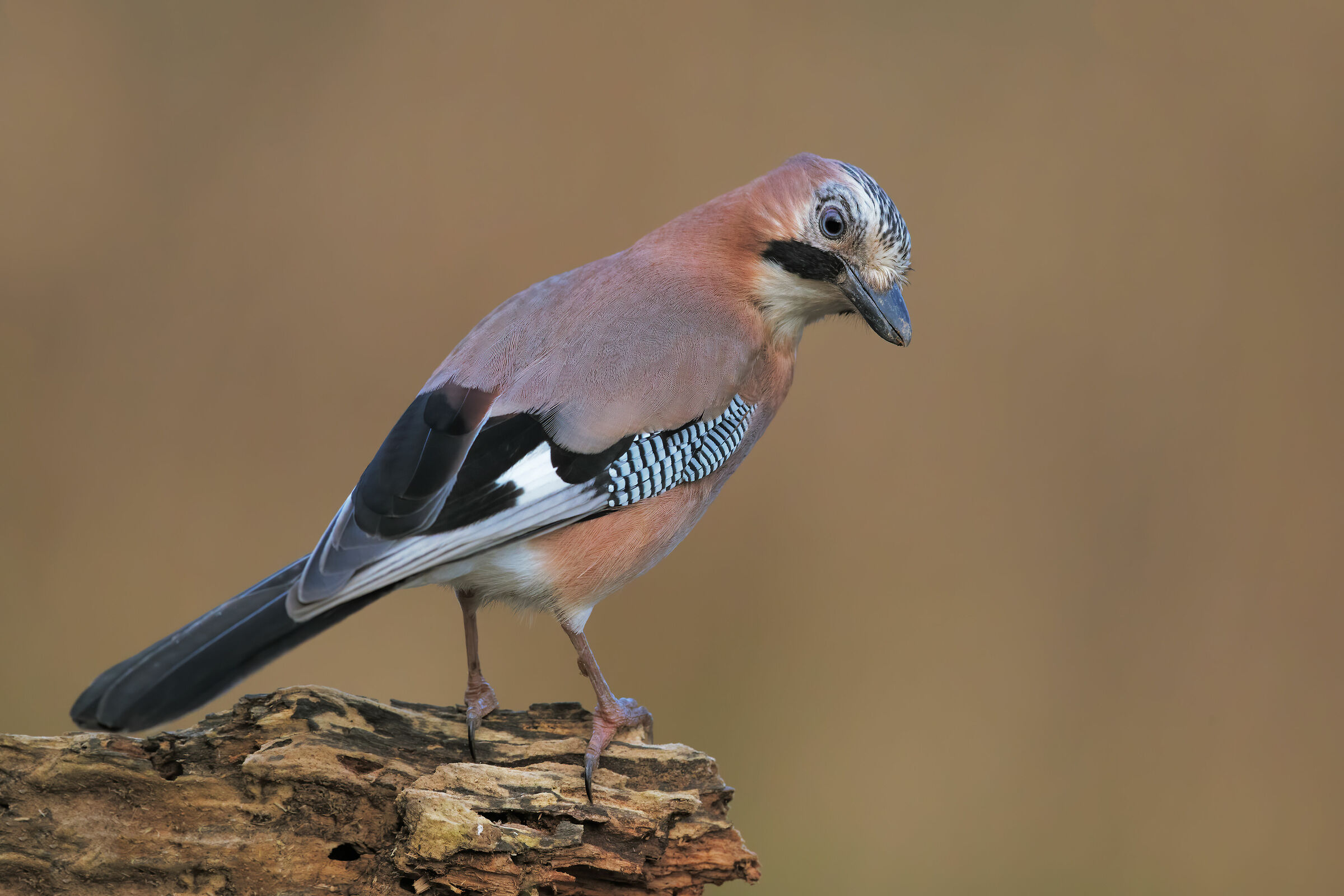 Jay