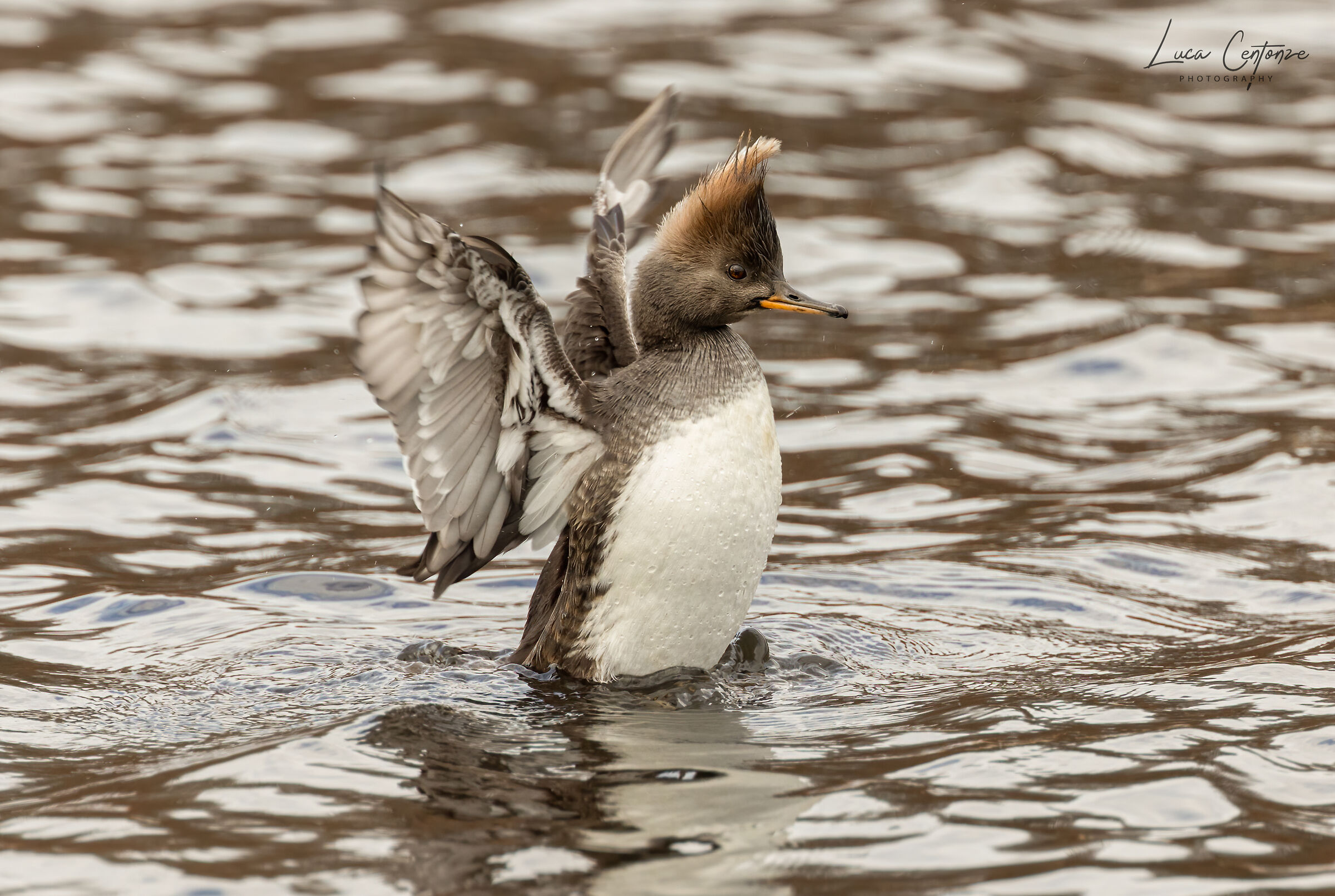 Female Hooded Merganser