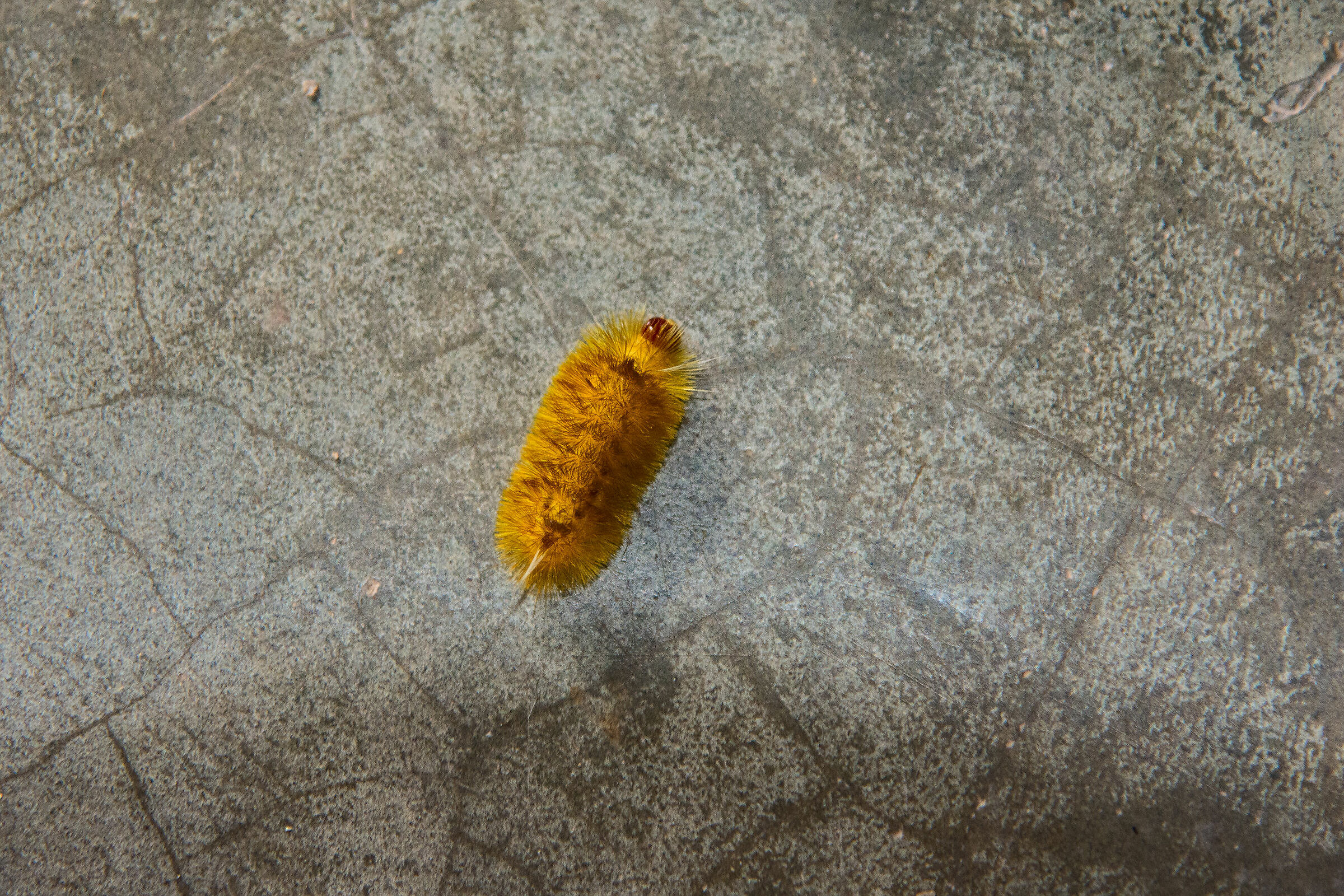 Composizione con verme giallo..