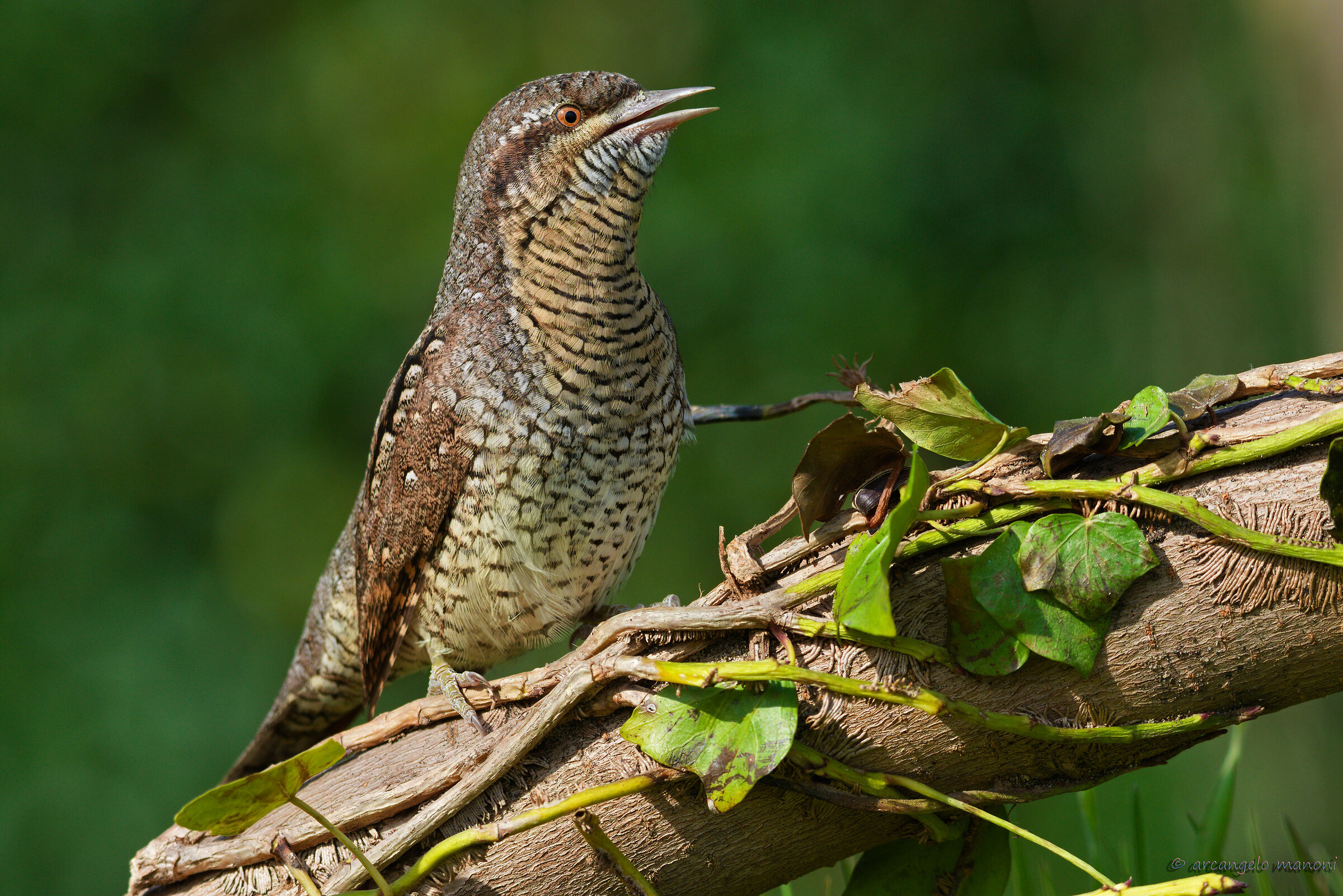 Torcicollo singing (March 2019)