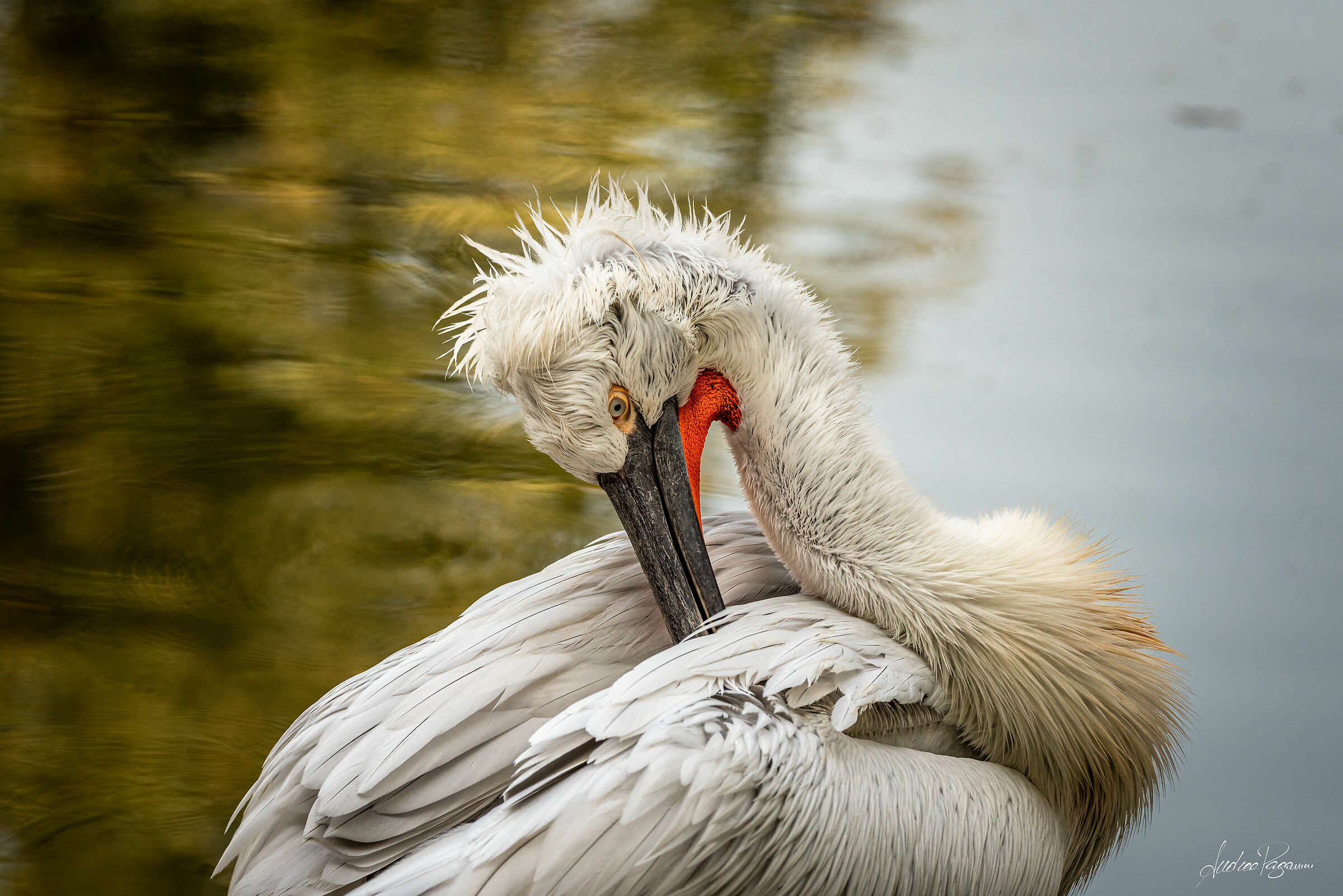 Pellicano (Oasi di Sant'Alessio)