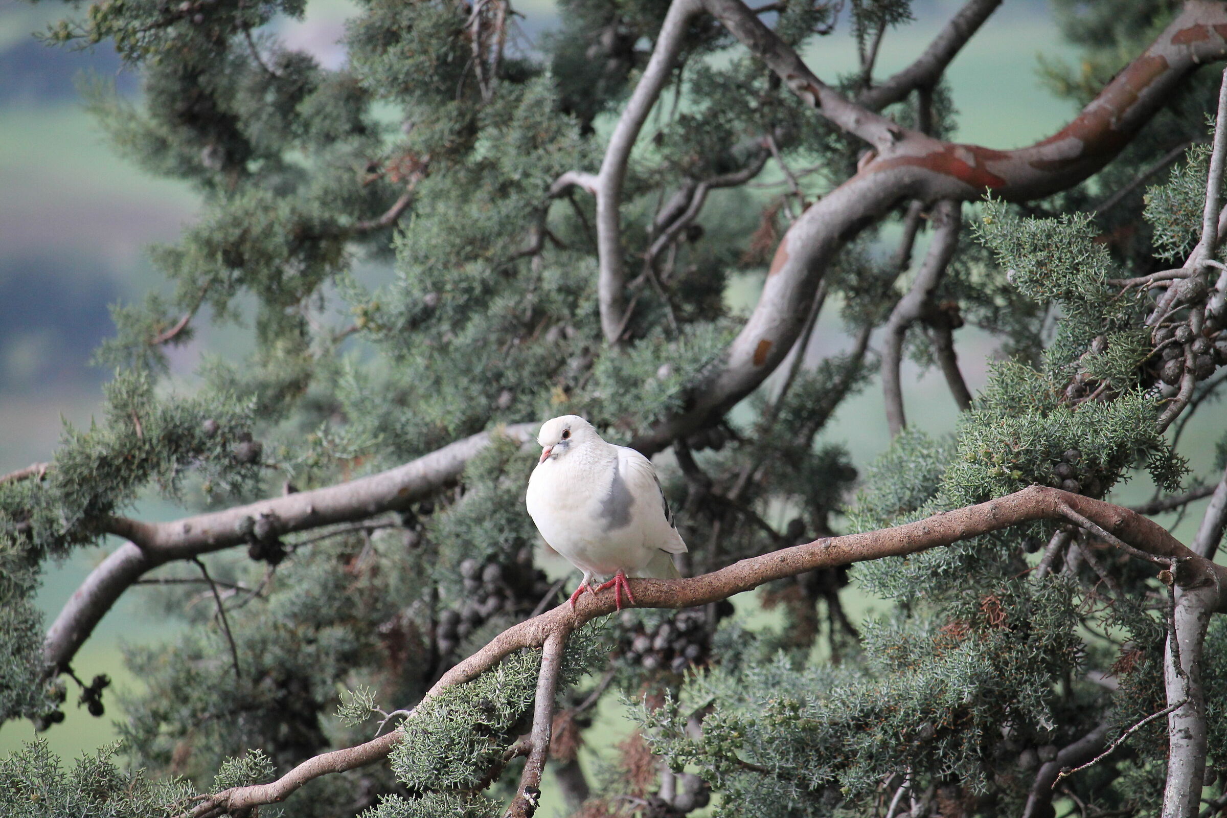 non conosco la specie