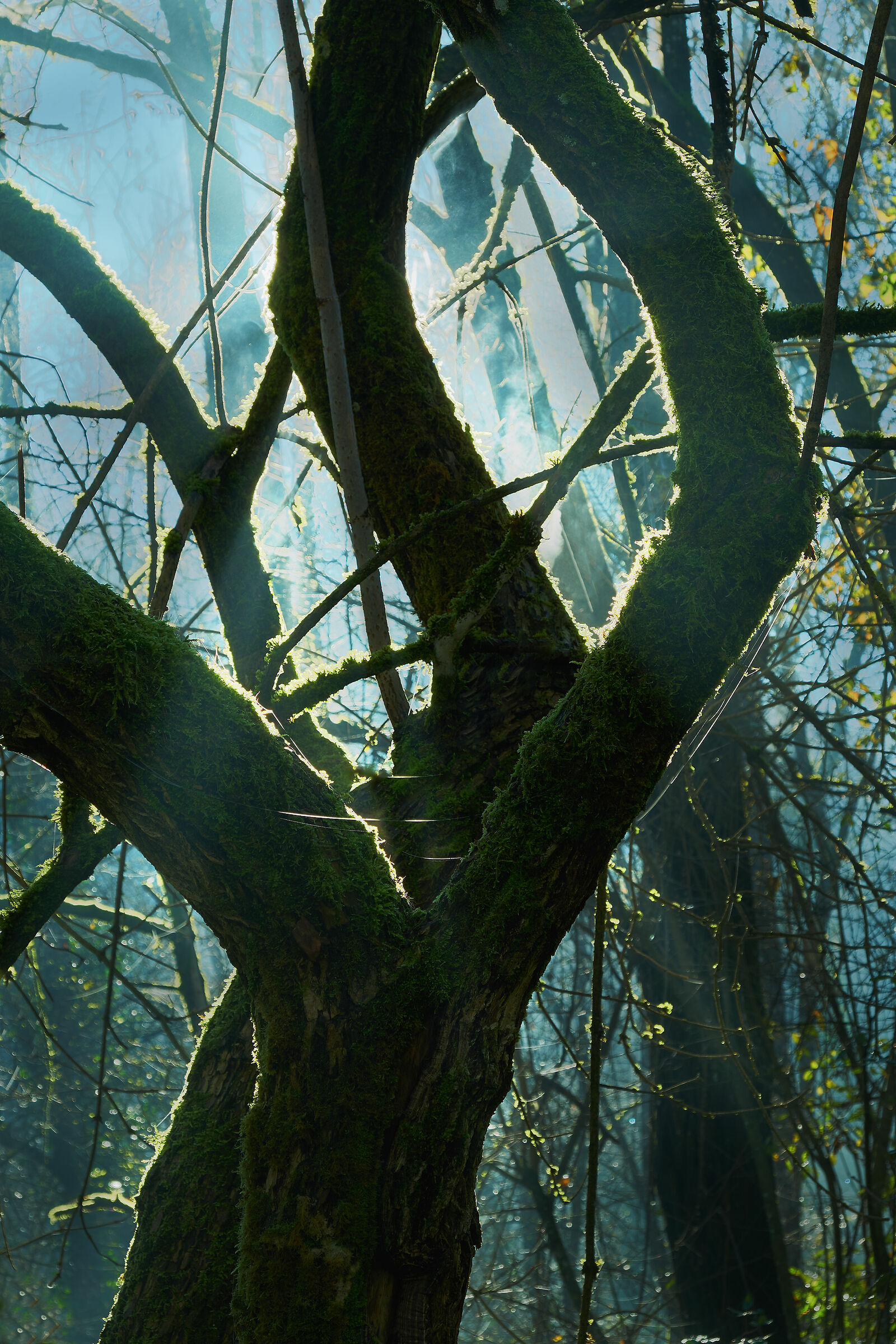 Woodland and Light Rays