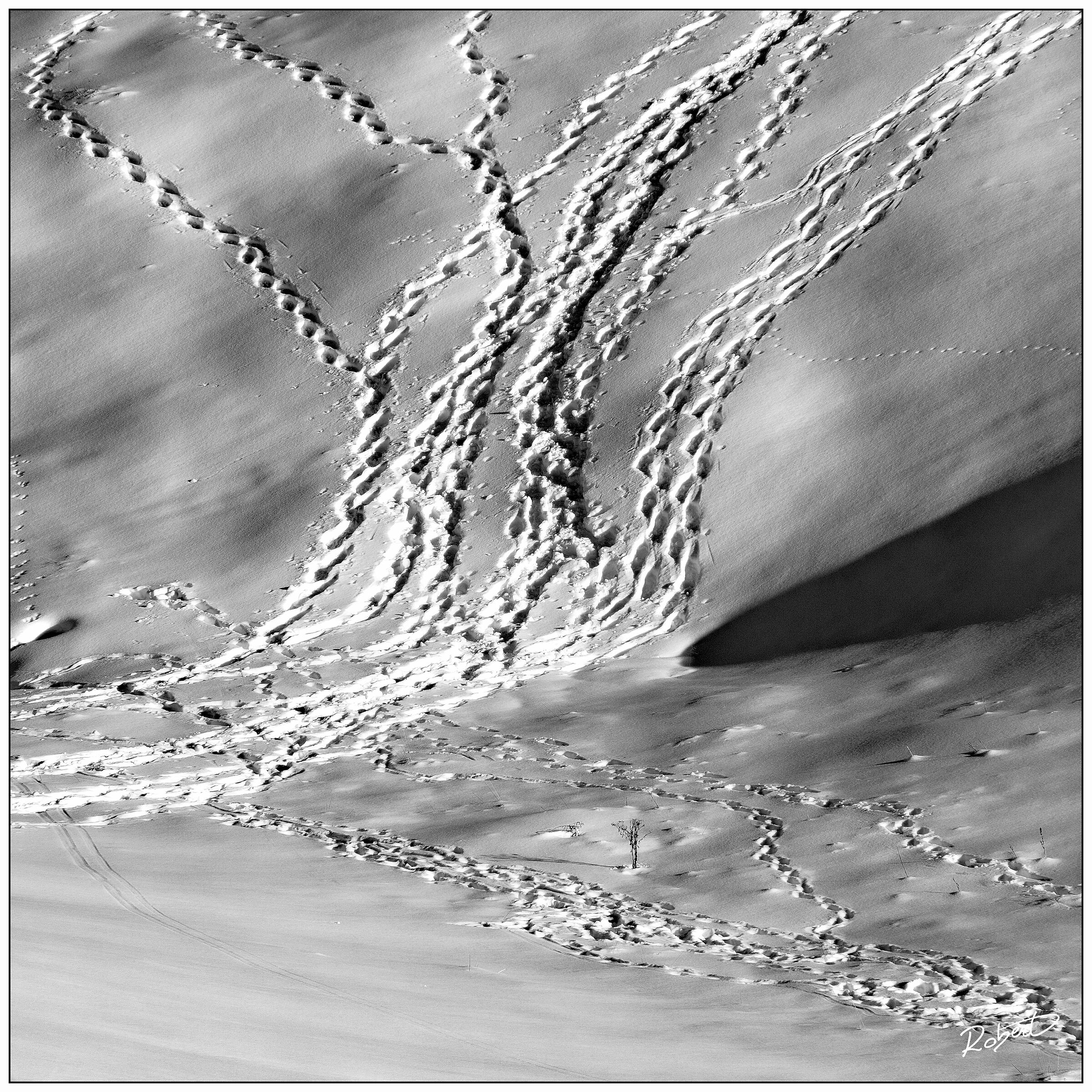 Impronte della domenica