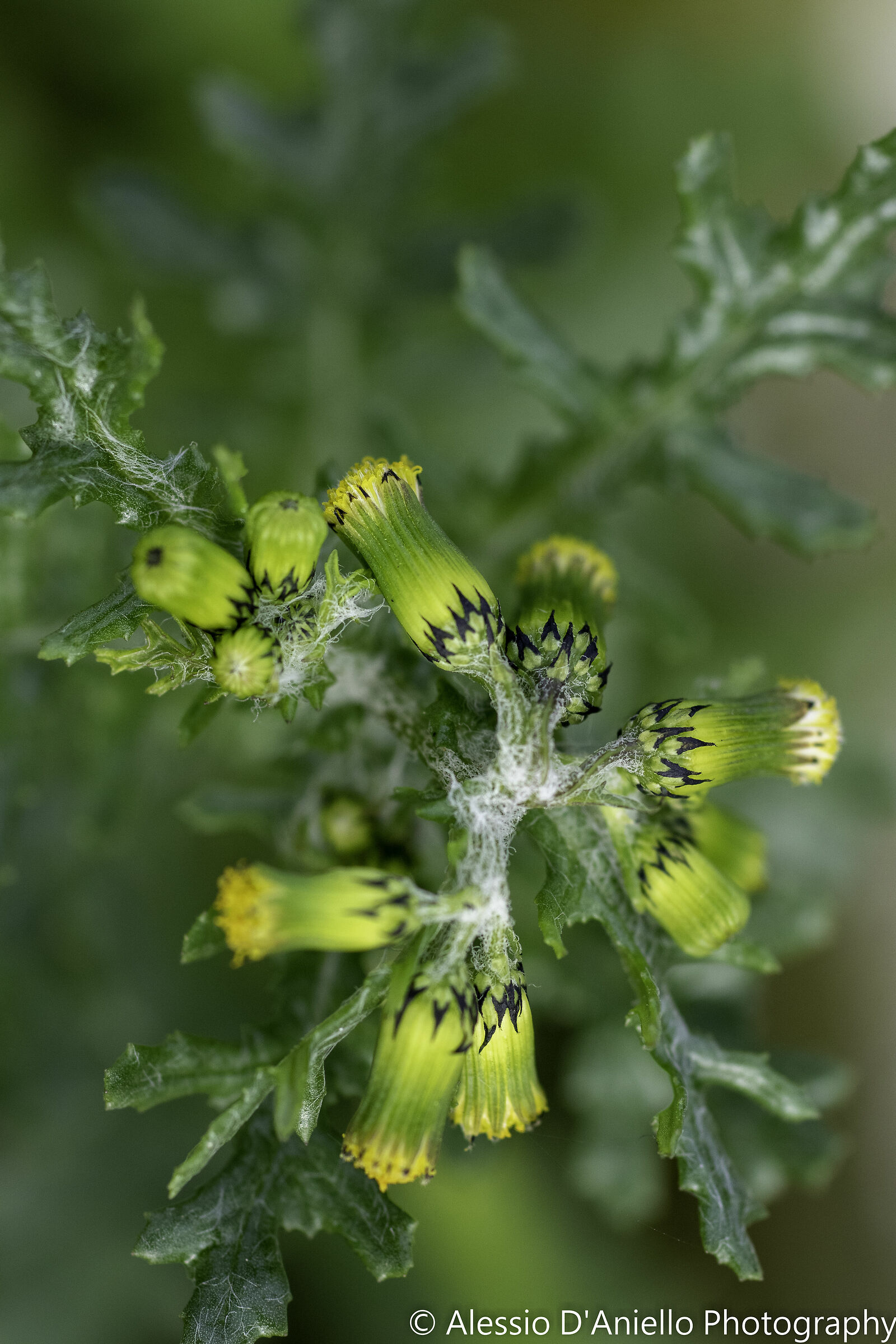 boccioli di Fiore di campo