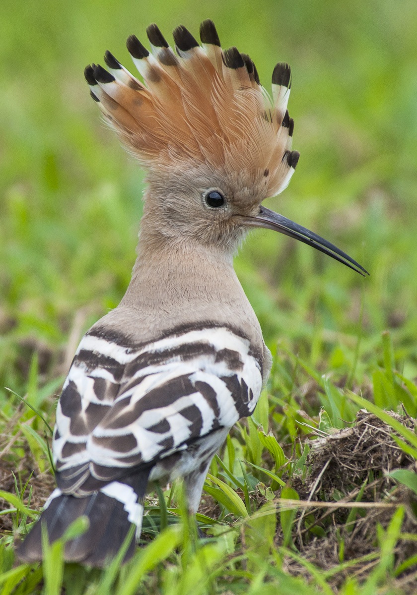hoopoe