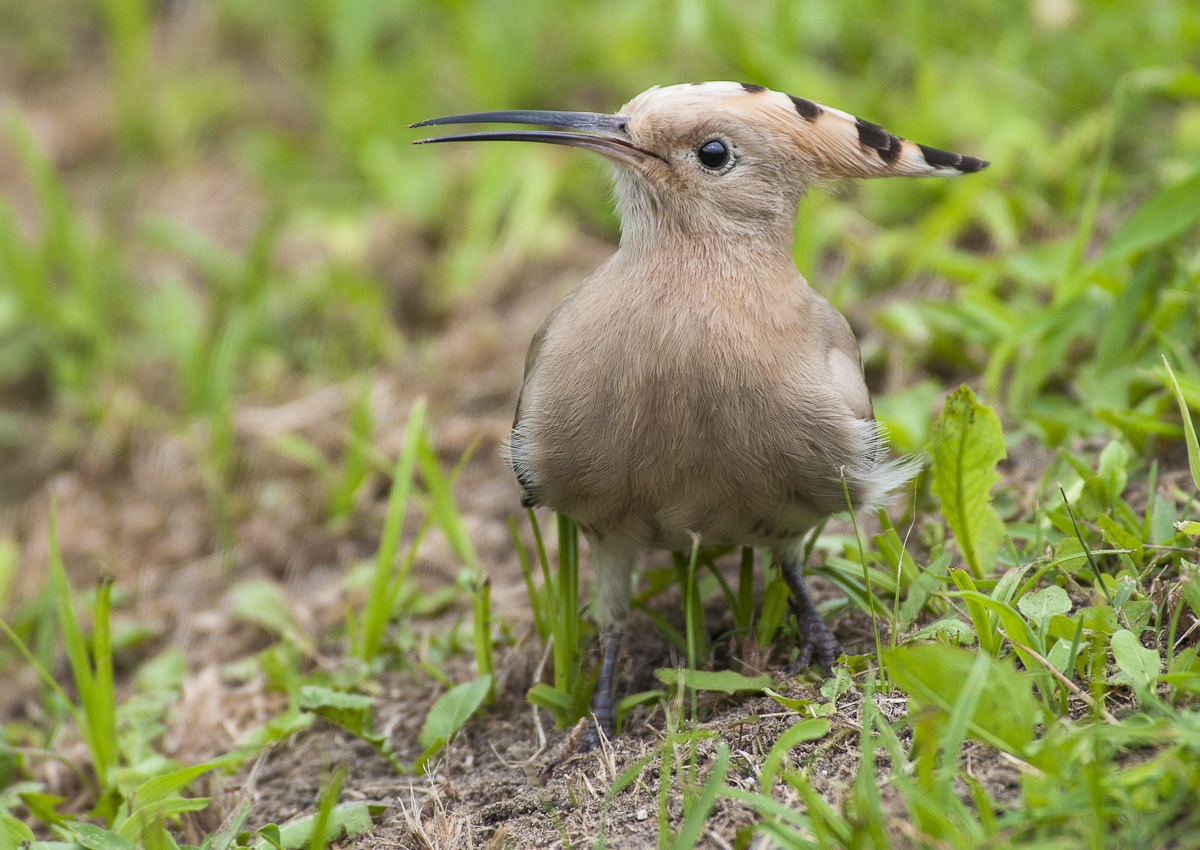 hoopoe