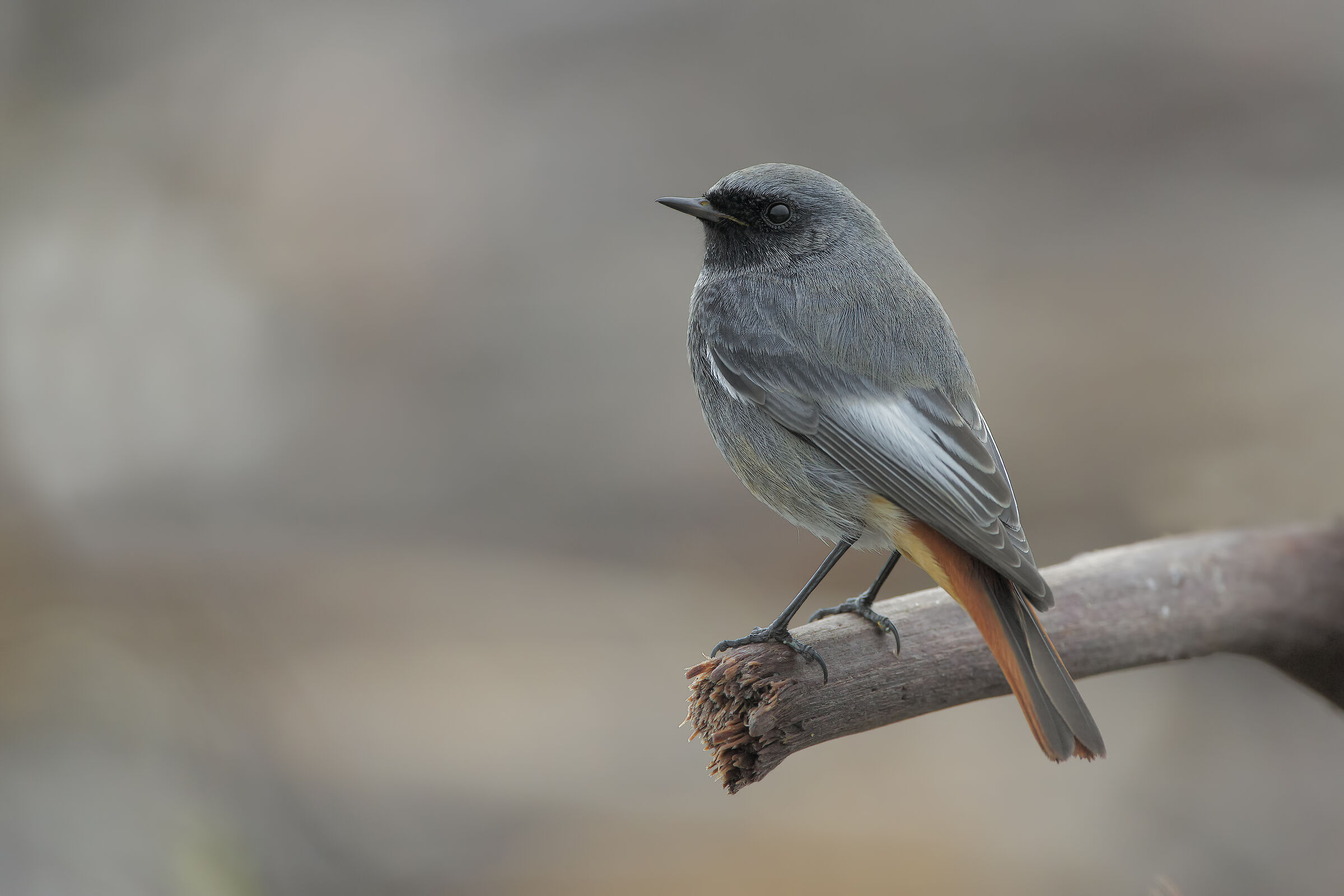 Codirosso spazzacamino