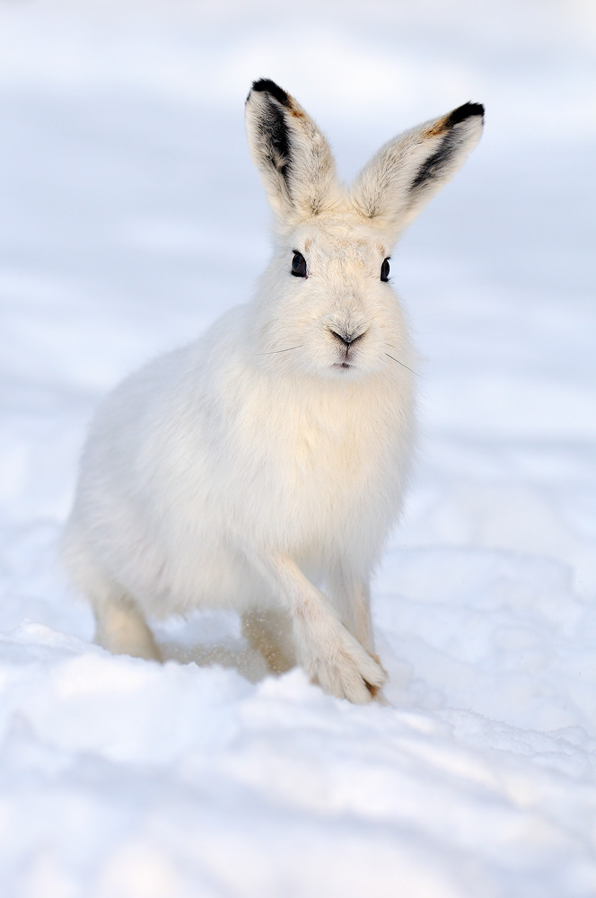 Lepre variabile (Lepus timidus)