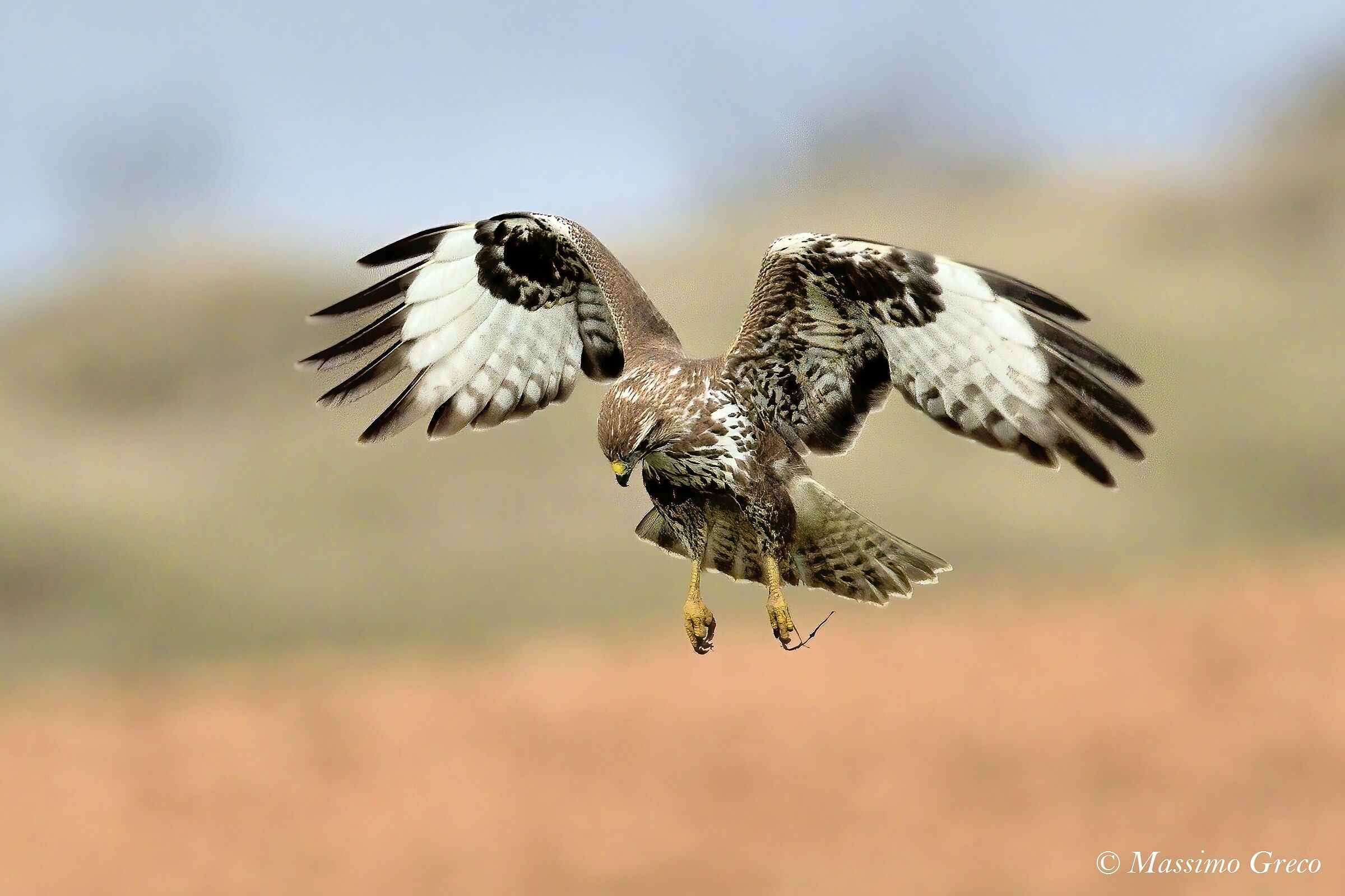 Common Poiana (Buteo buteo)