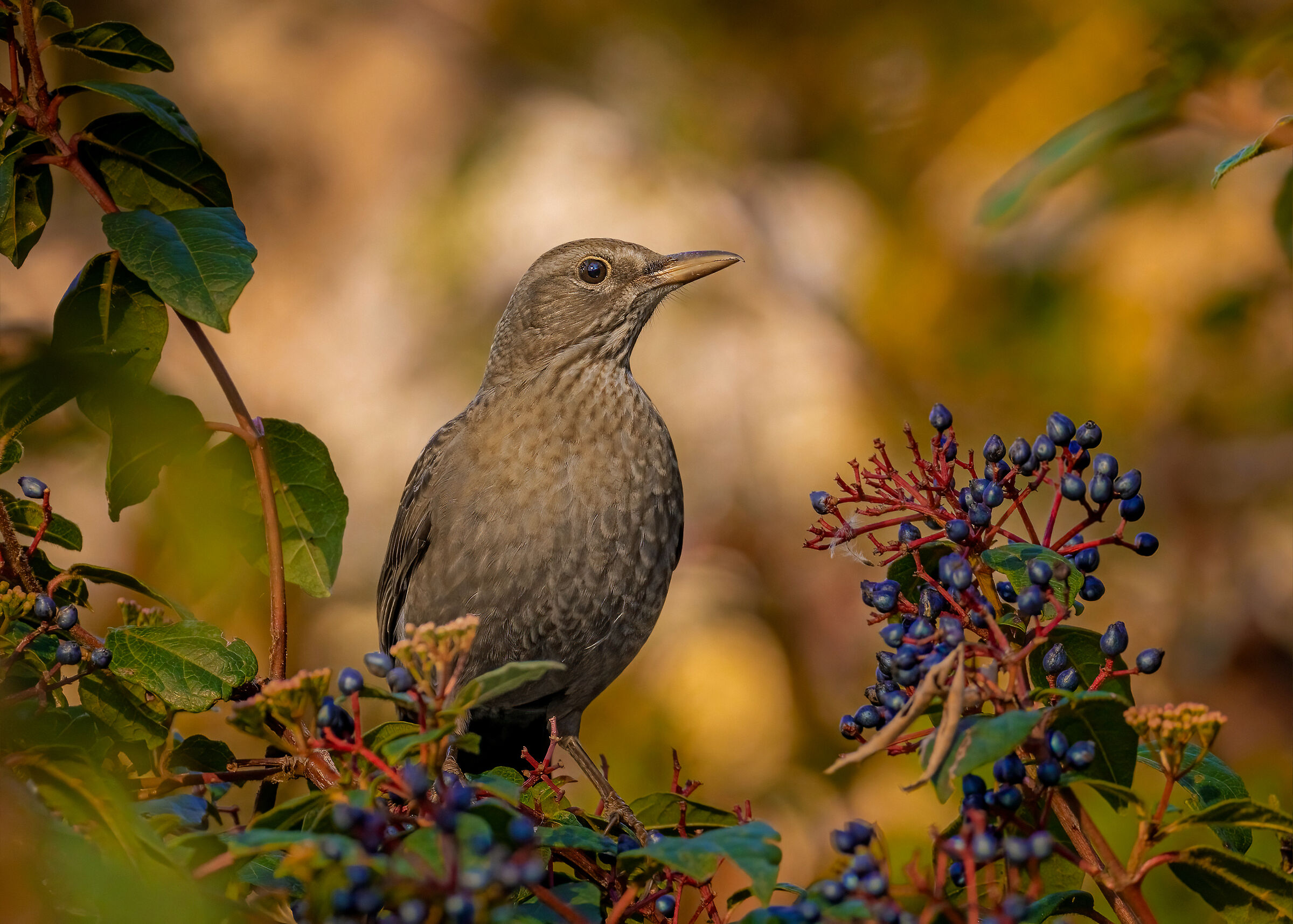 Femmina di Merlo con bacche di Viburno