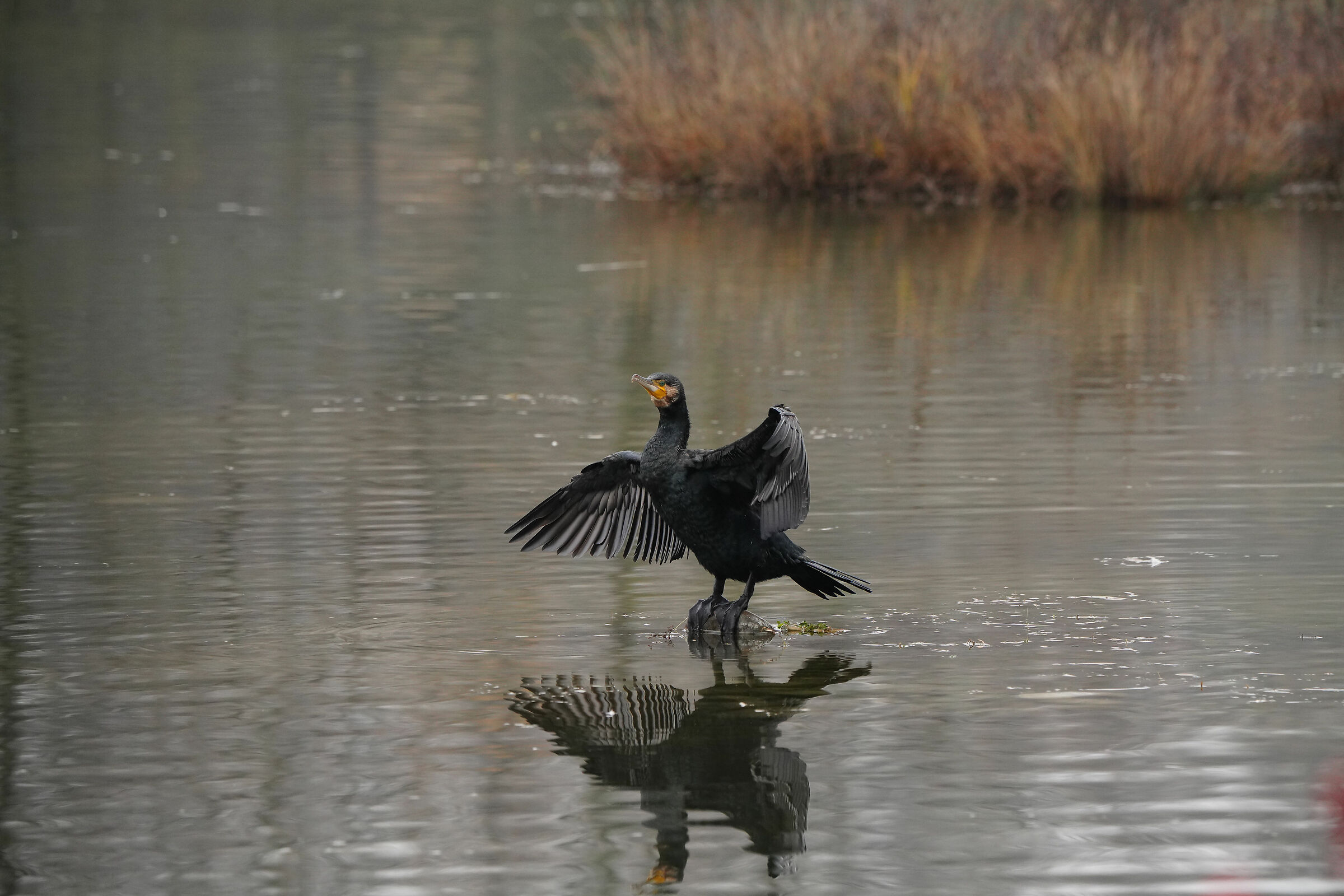 Cormorant: 500mm