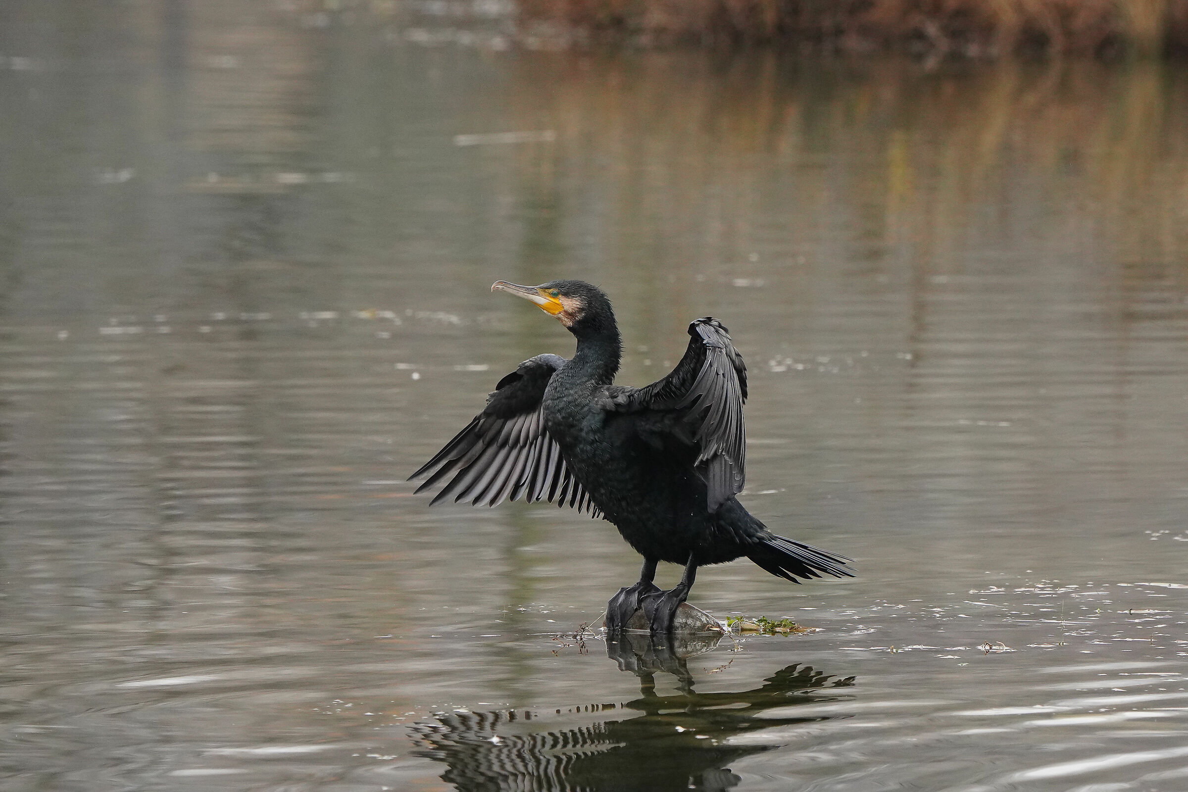 Cormorant: Super35