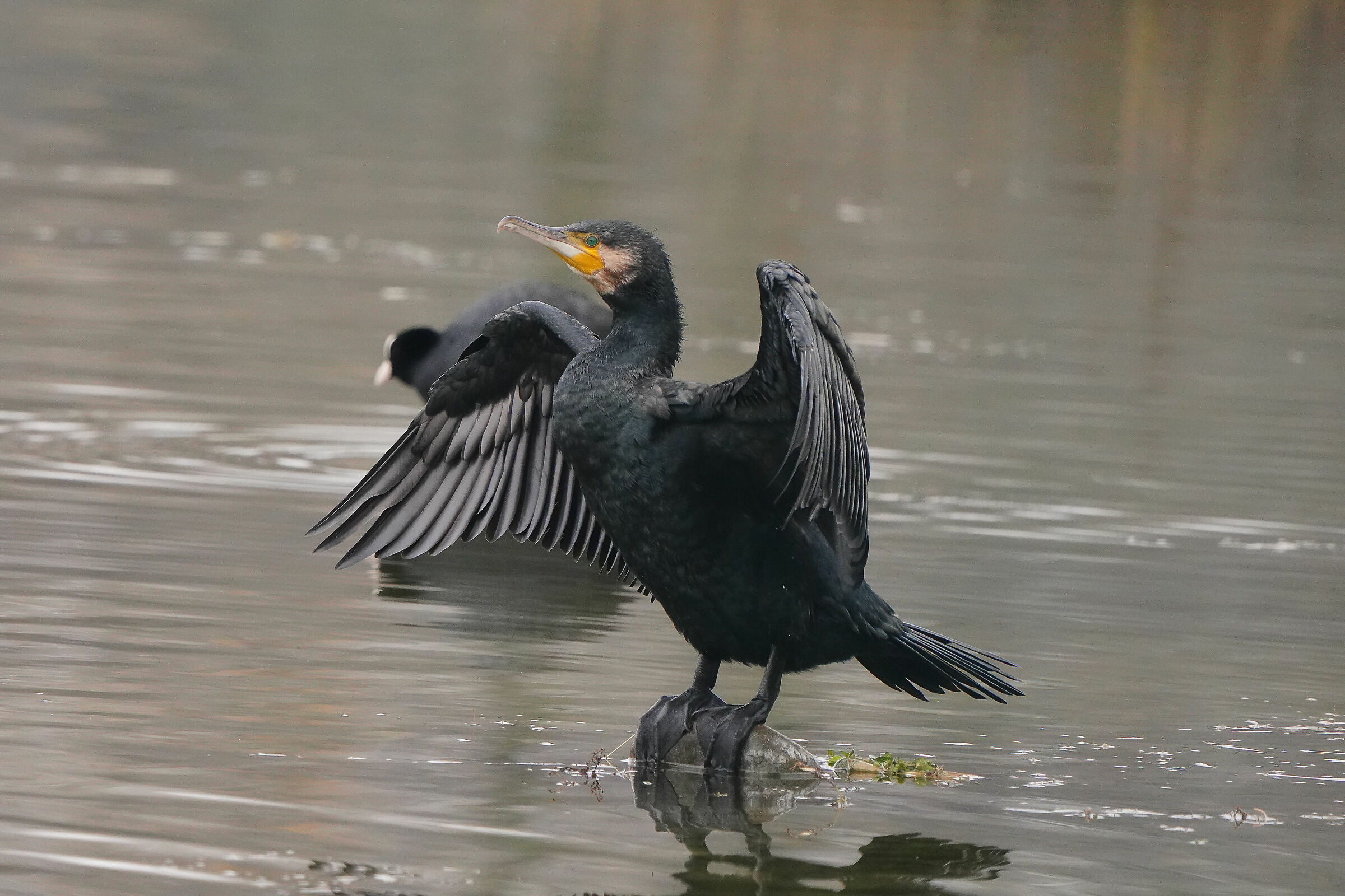 Cormorant: 500mm, TC 1.4x, Super35