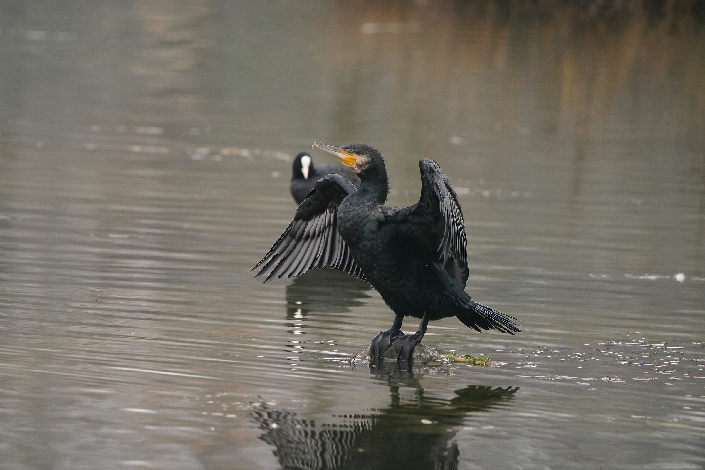 Cormorant: 600mm, TC 1.4x