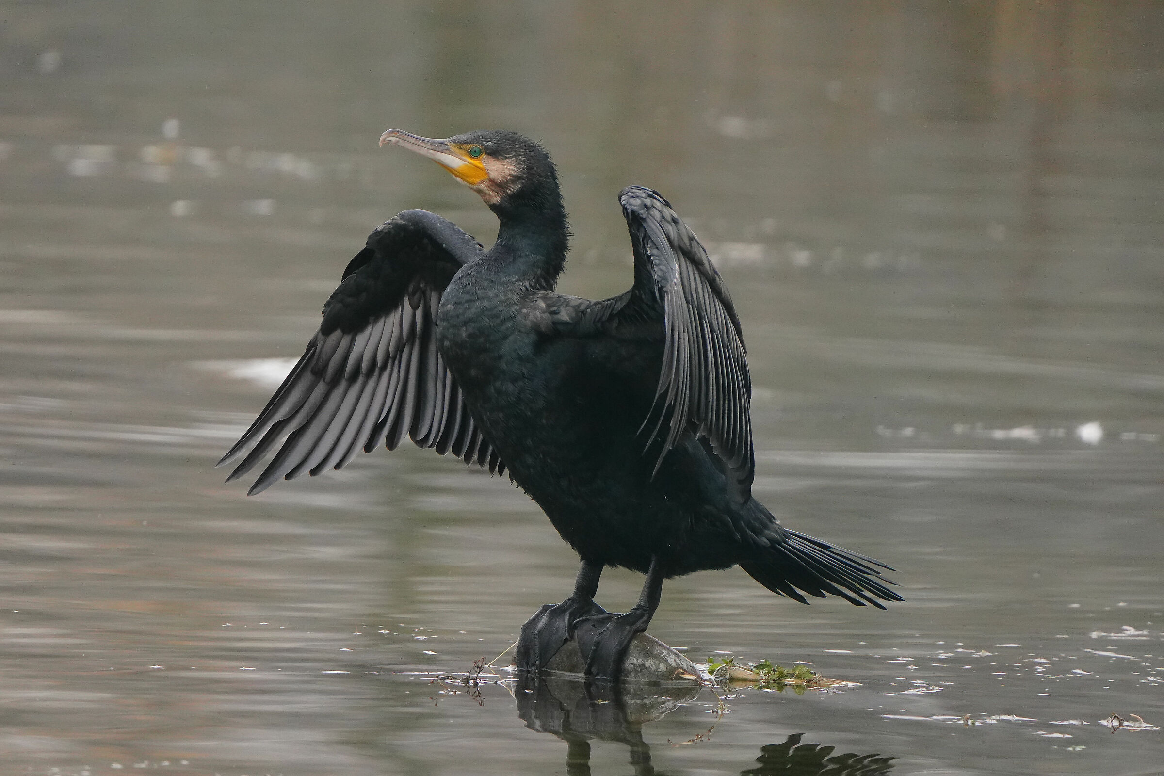 Cormorant: 600mm, TC 1.4x, Super35