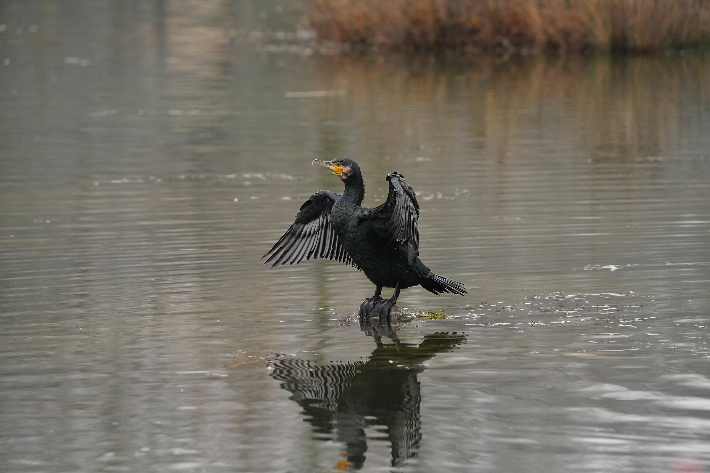 Cormorant: 600mm