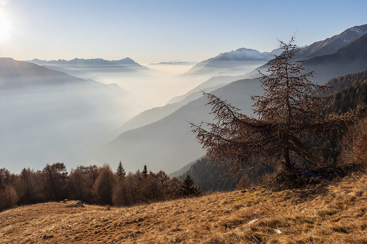 Il larice e la valle