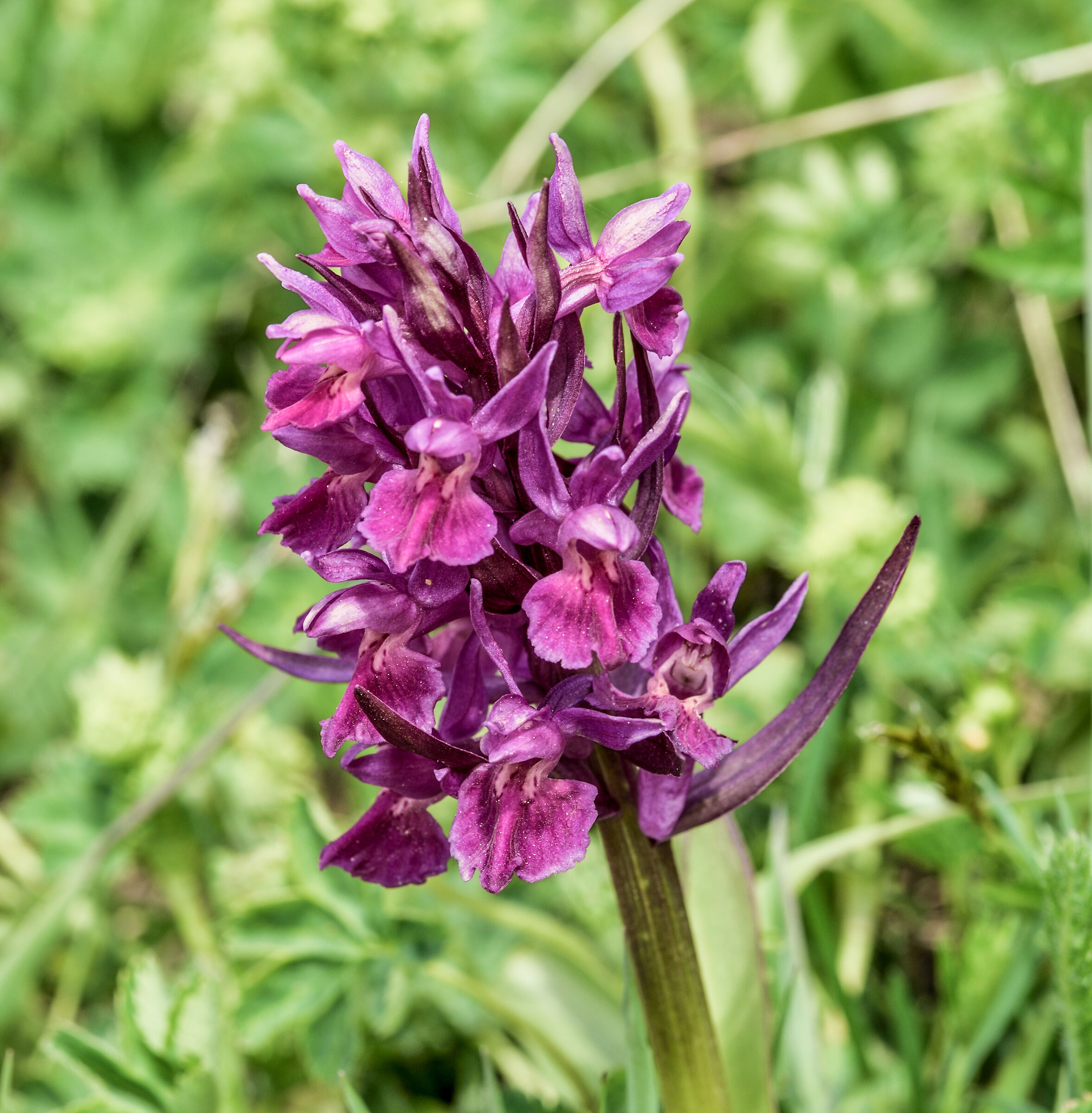 orchidea dactylorhiza sambucina