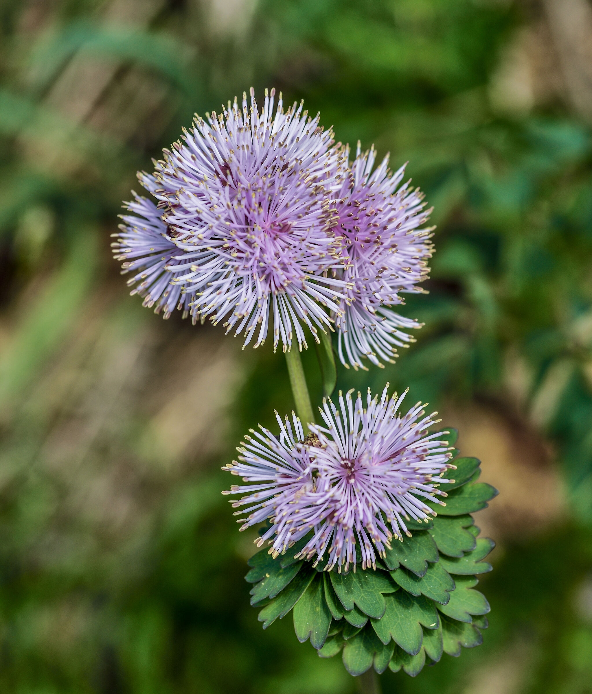 thalictrum aquilegifolium?