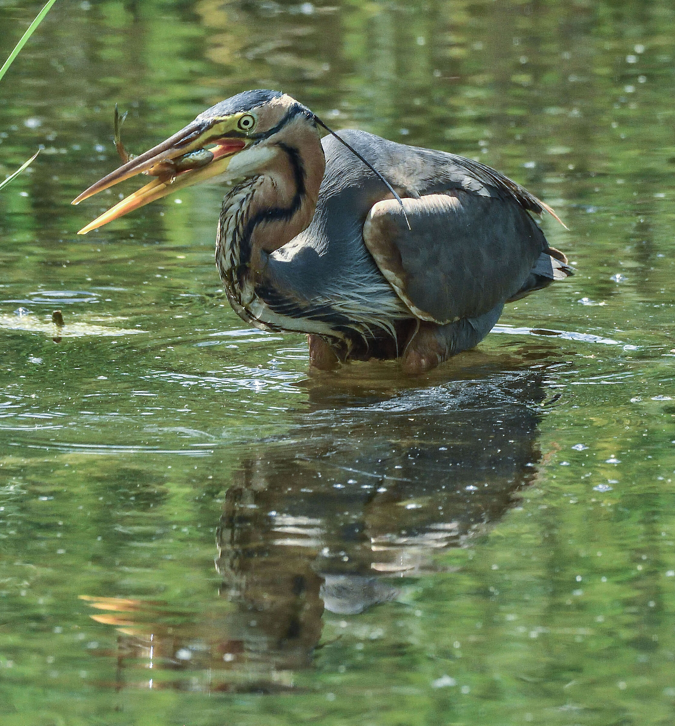 airone rosso con preda