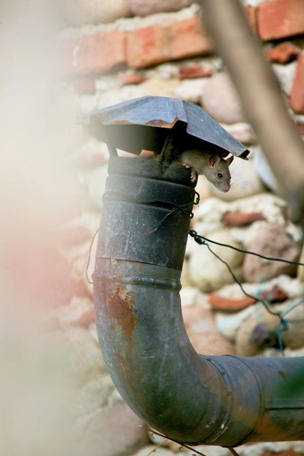 Topolino di campagna