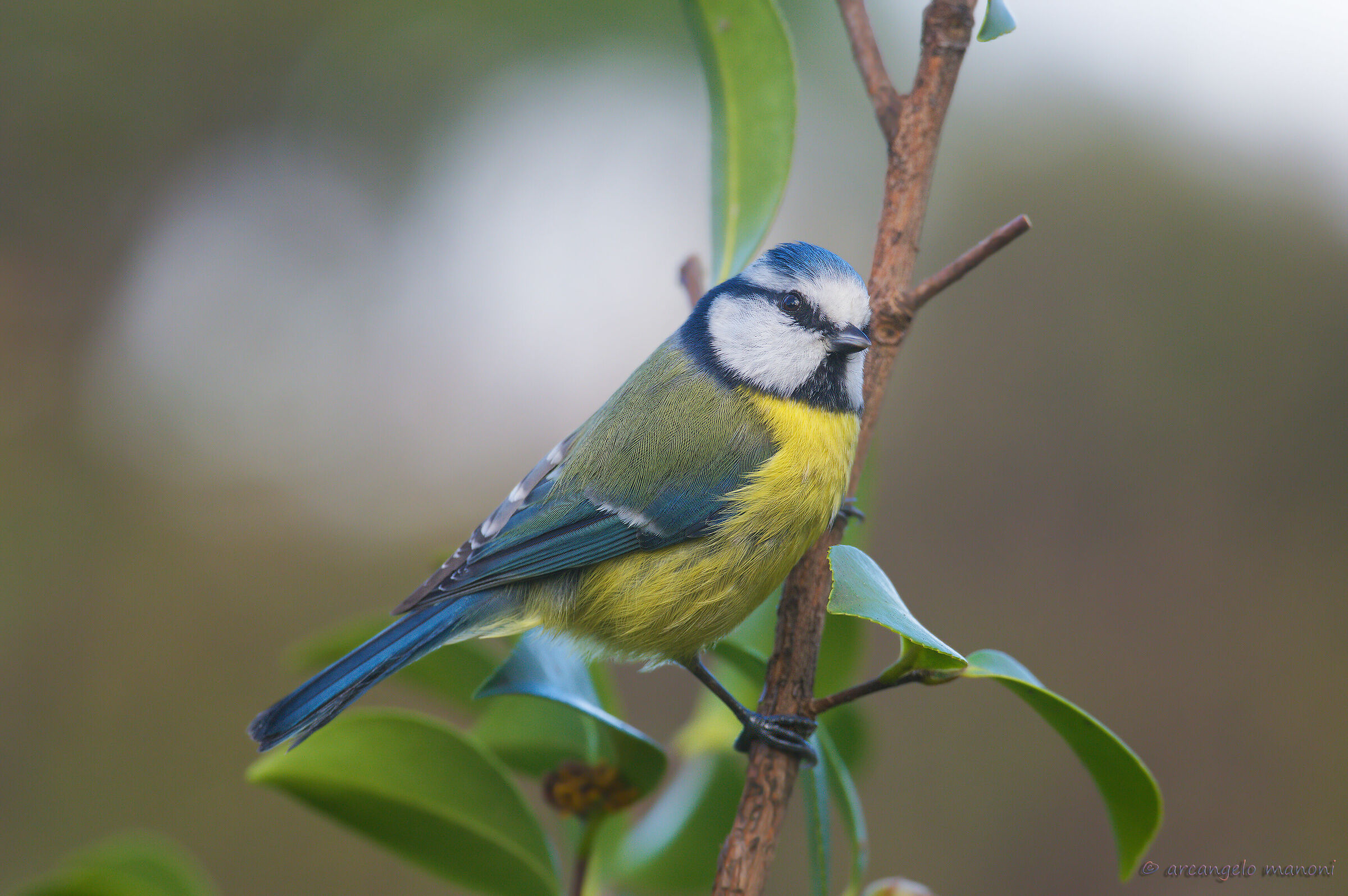 Ritratto alla cinciarella