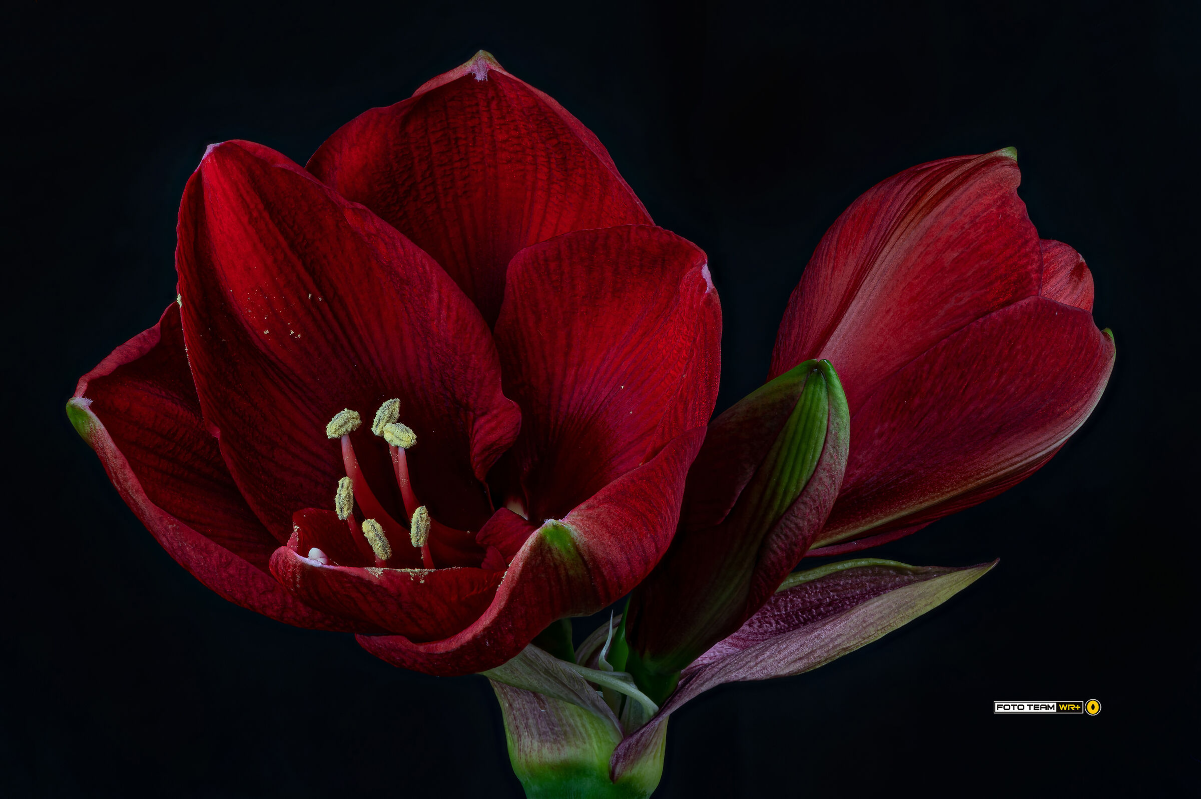 Amaryllis